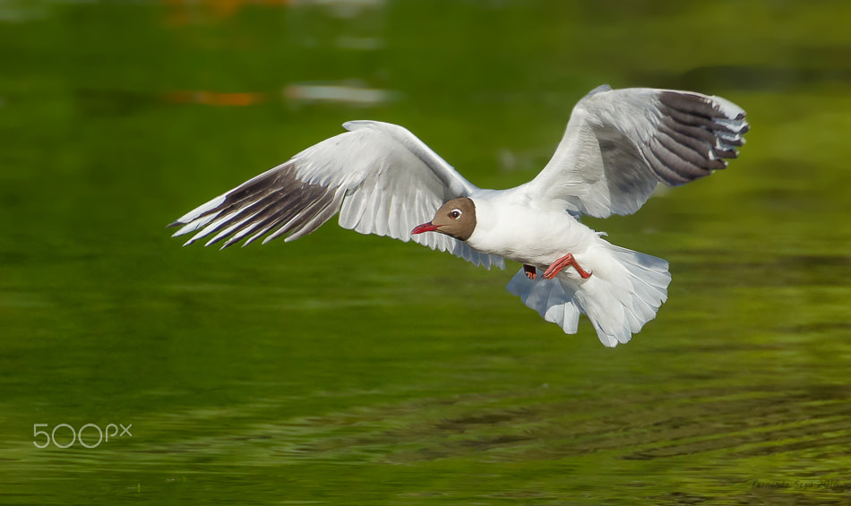 Sigma 50-500mm F4.5-6.3 DG OS HSM sample photo. Brown hooded gull photography