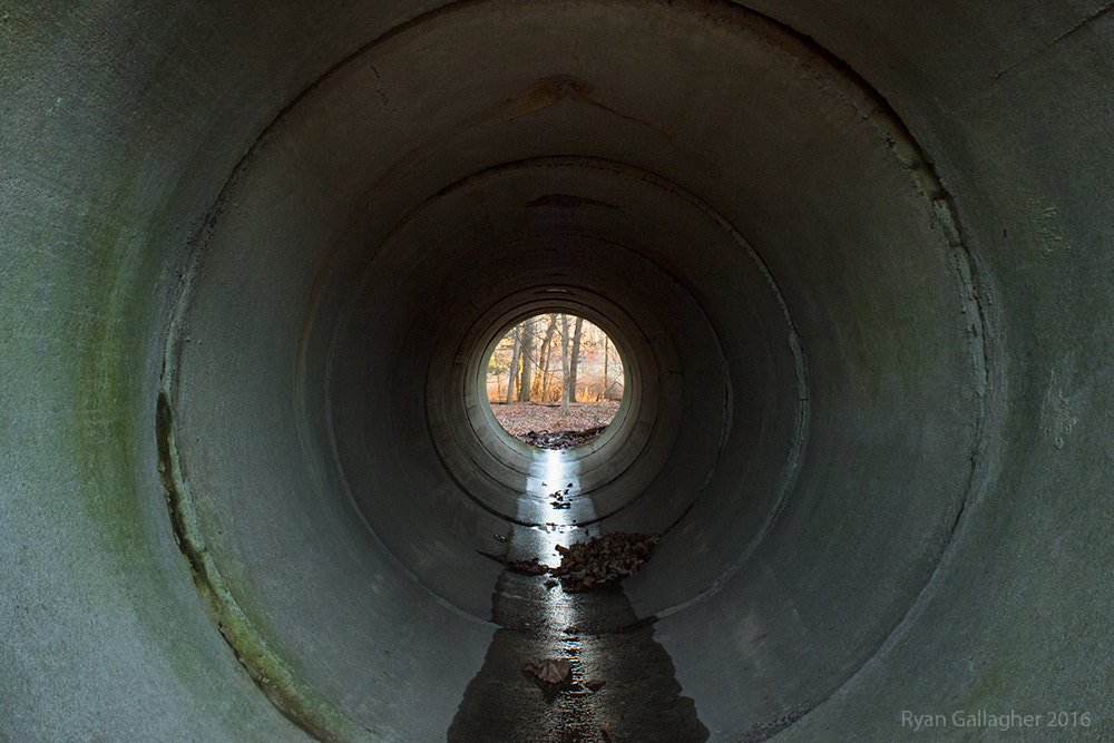 Canon EF-S 18-55mm F3.5-5.6 IS sample photo. Forest portal photography