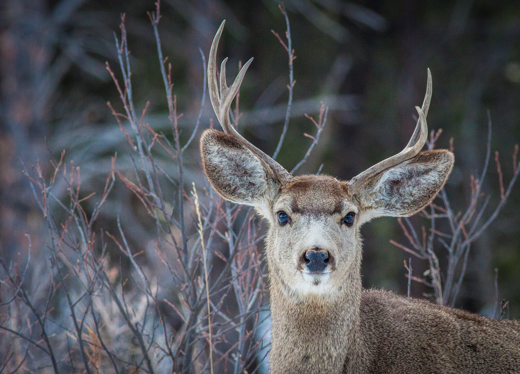 Canon EOS 50D + Canon EF 300mm F4L IS USM sample photo. Alert mule deer buck photography
