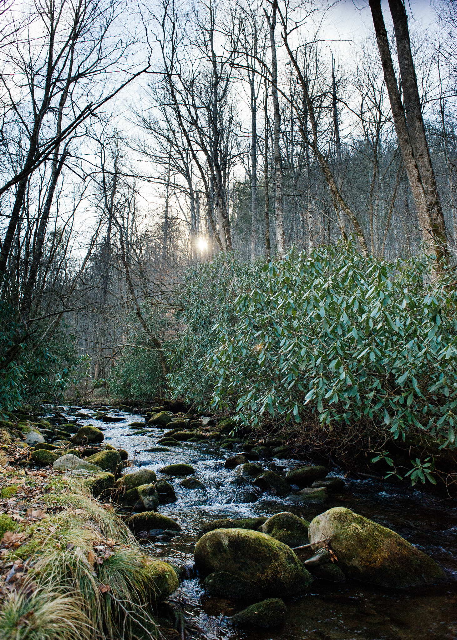 Nikon D700 sample photo. I read that river water can contain parasites photography