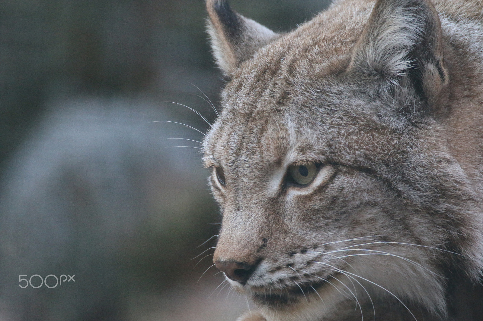 Sigma 150-600mm F5-6.3 DG OS HSM | C sample photo. Lynx portrait photography