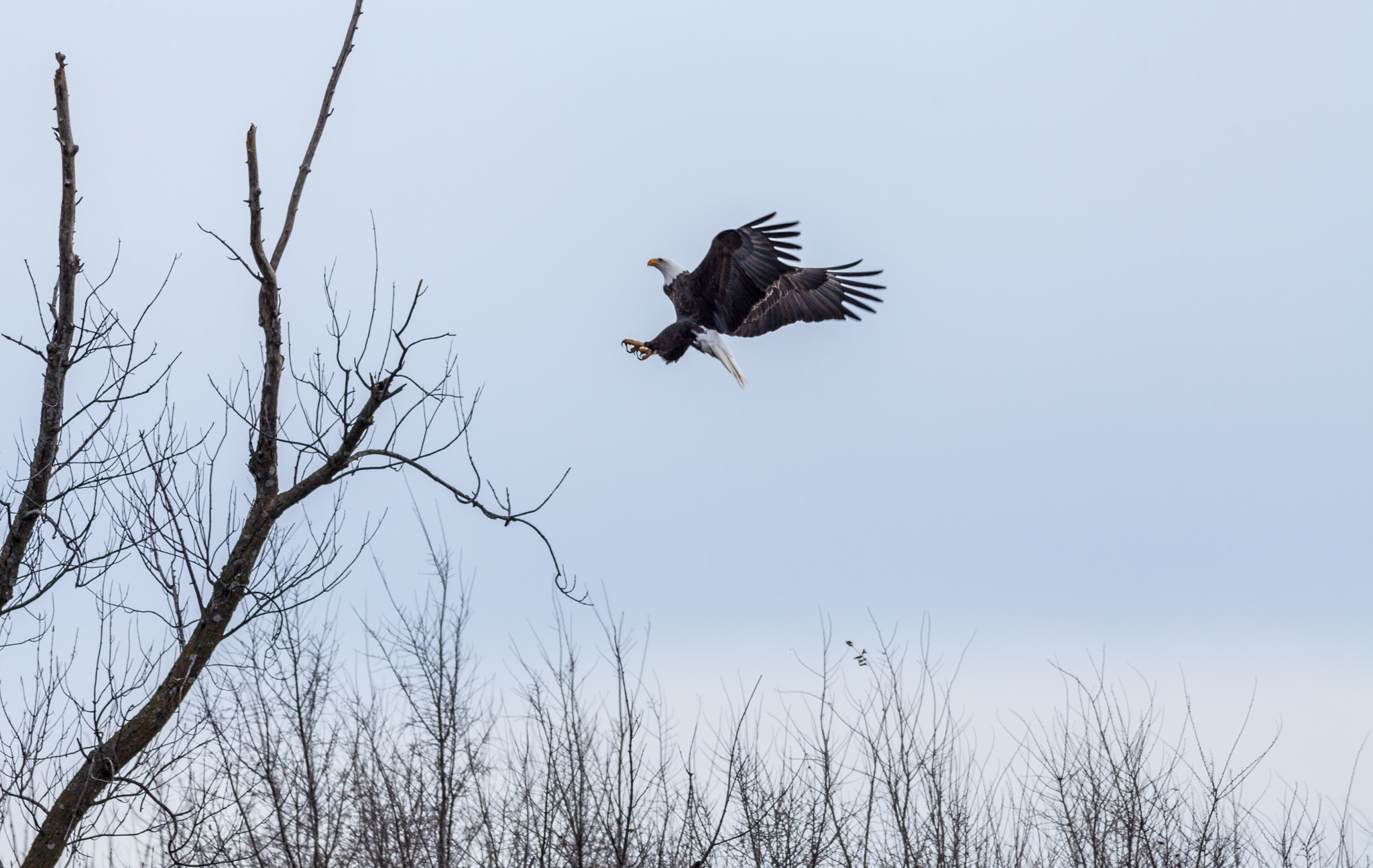 Canon EF 400mm F5.6L USM sample photo. Bird - flight i photography