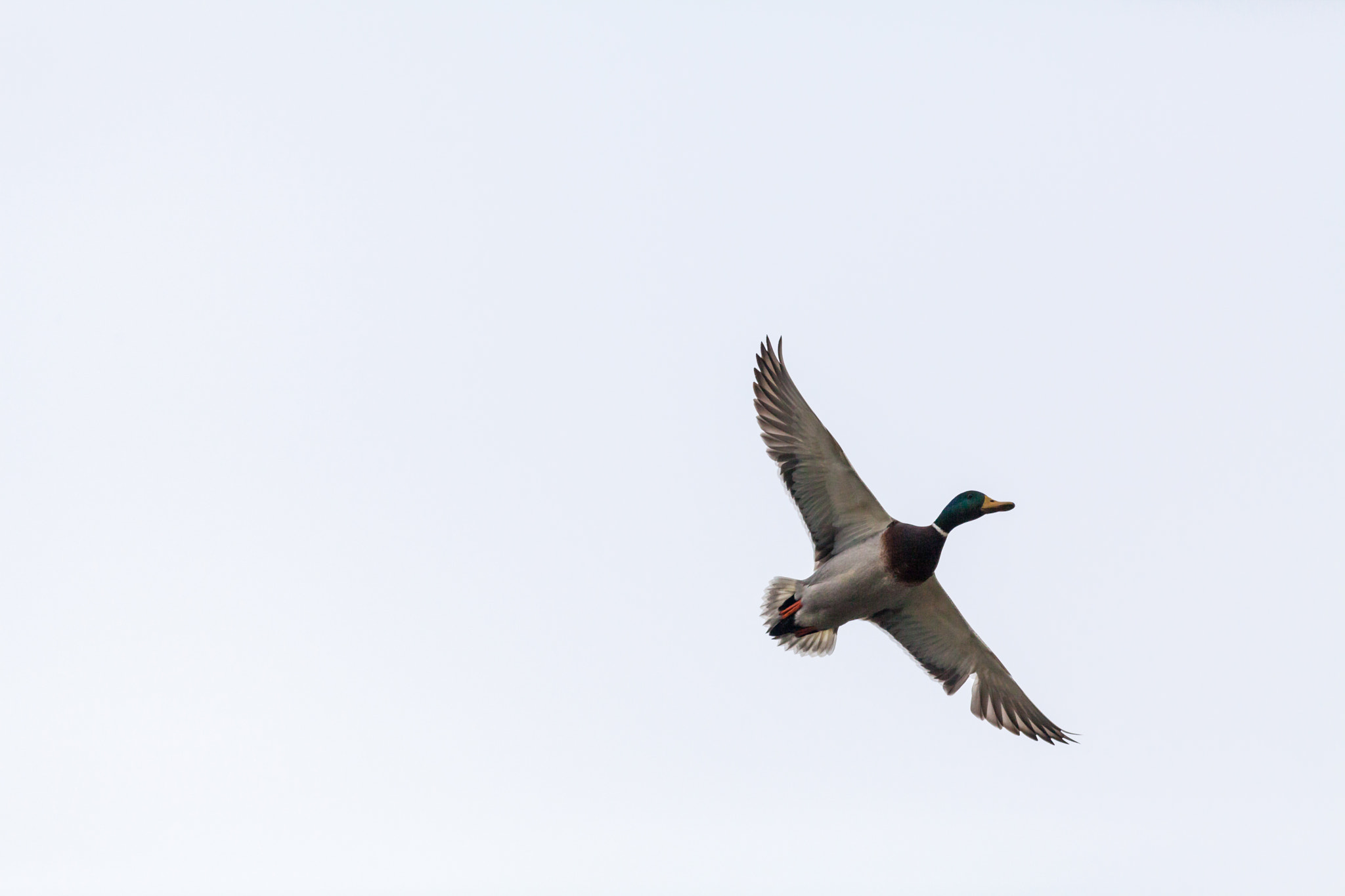 Canon EF 400mm F5.6L USM sample photo. Bird - flight ii photography
