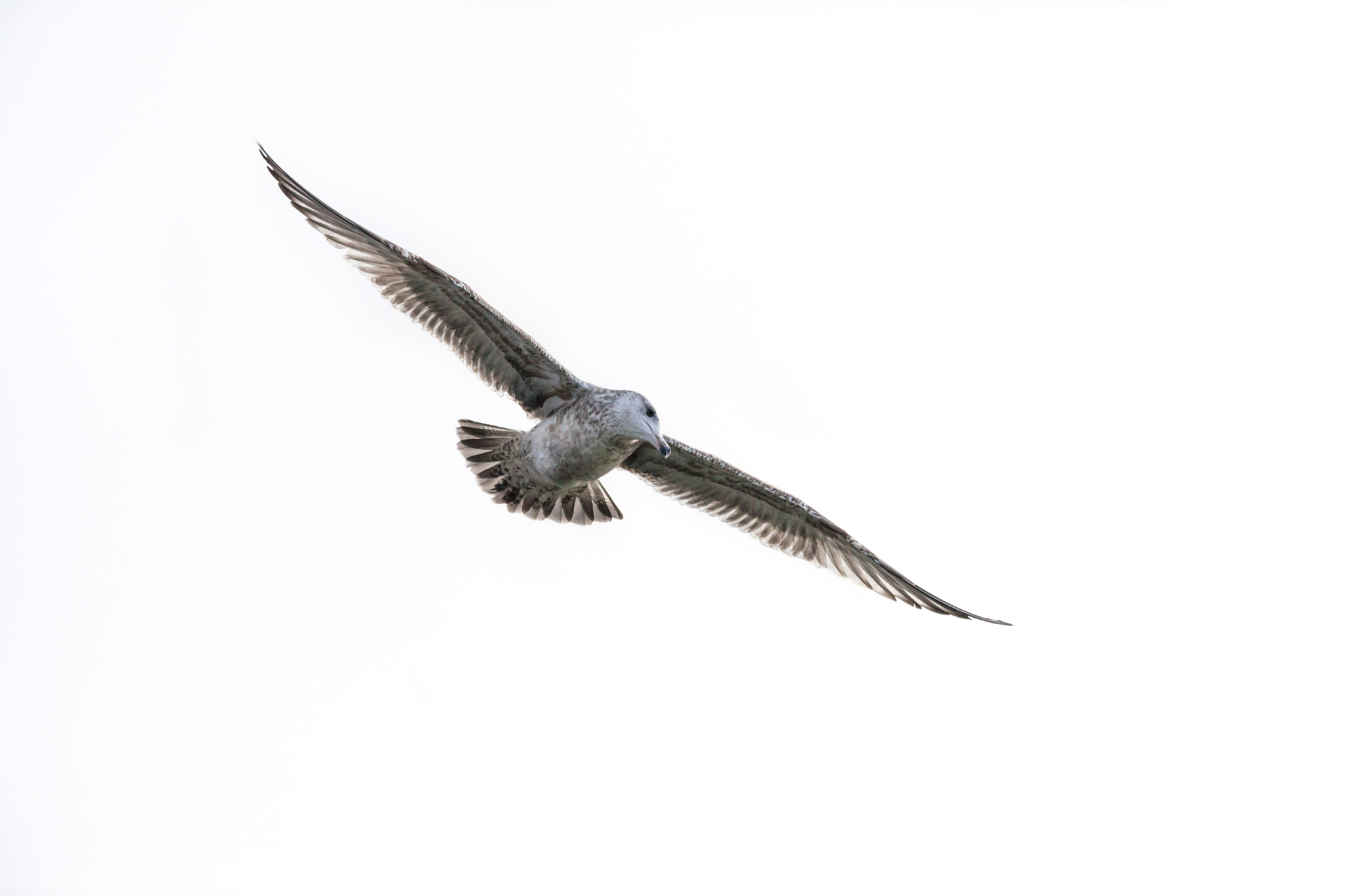Canon EF 400mm F5.6L USM sample photo. Bird - flight iii photography