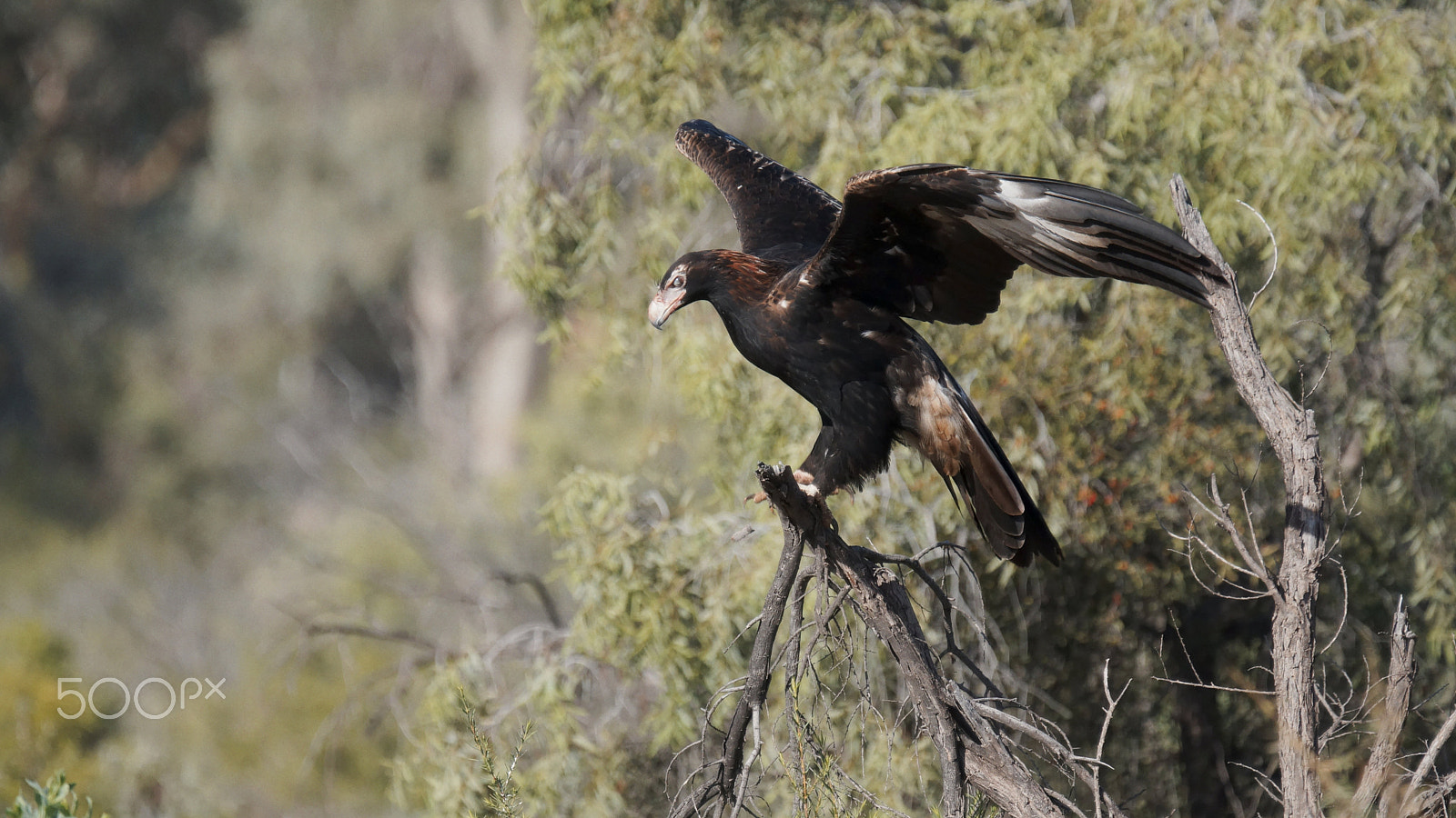 Sony SLT-A77 sample photo. Wedge-tailed eagle (aquila audax) photography