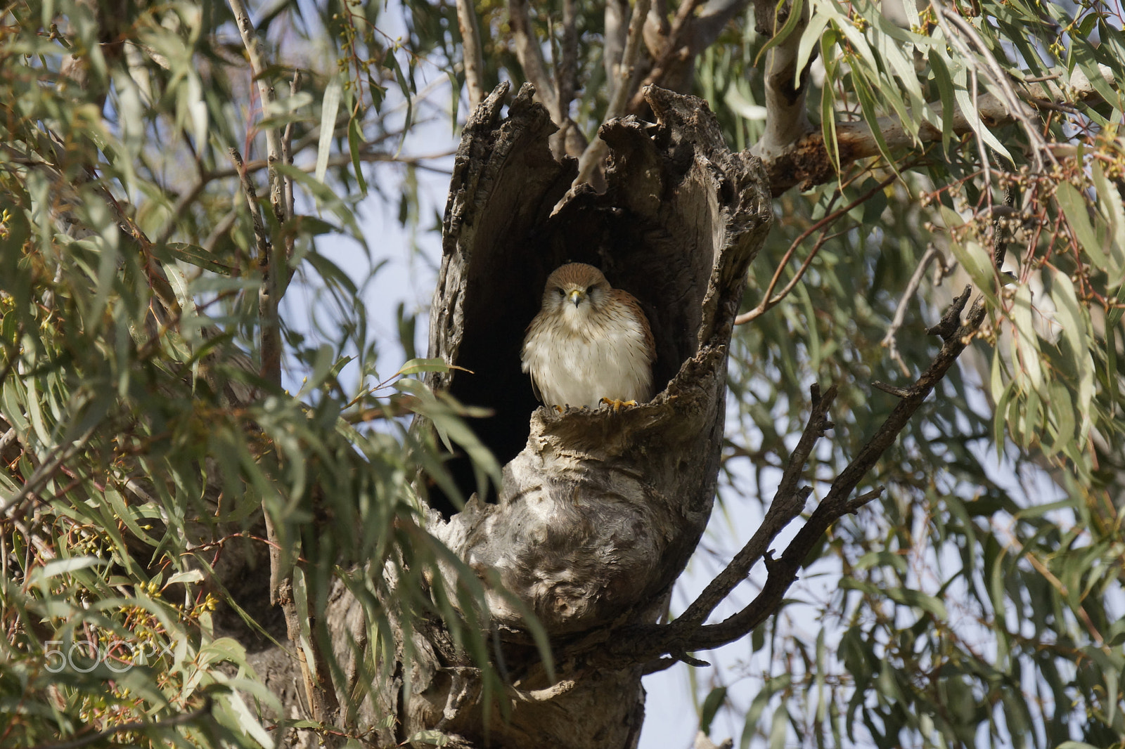 Sony SLT-A77 sample photo. Nankeen kestrel (falco cenchroides) photography