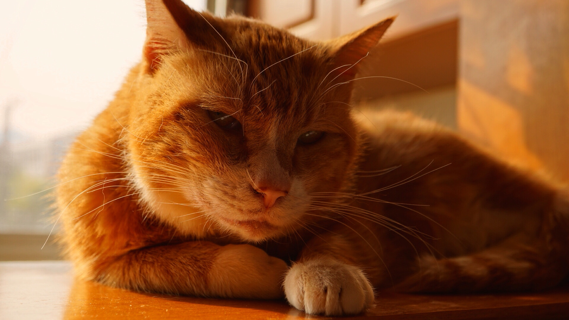 Sony a5100 + Sony E 30mm F3.5 sample photo. 阿喵，晒太阳 photography