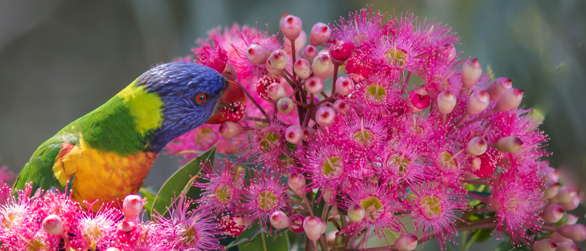 Canon EF 200mm F2.8L II USM sample photo. Lunch break photography