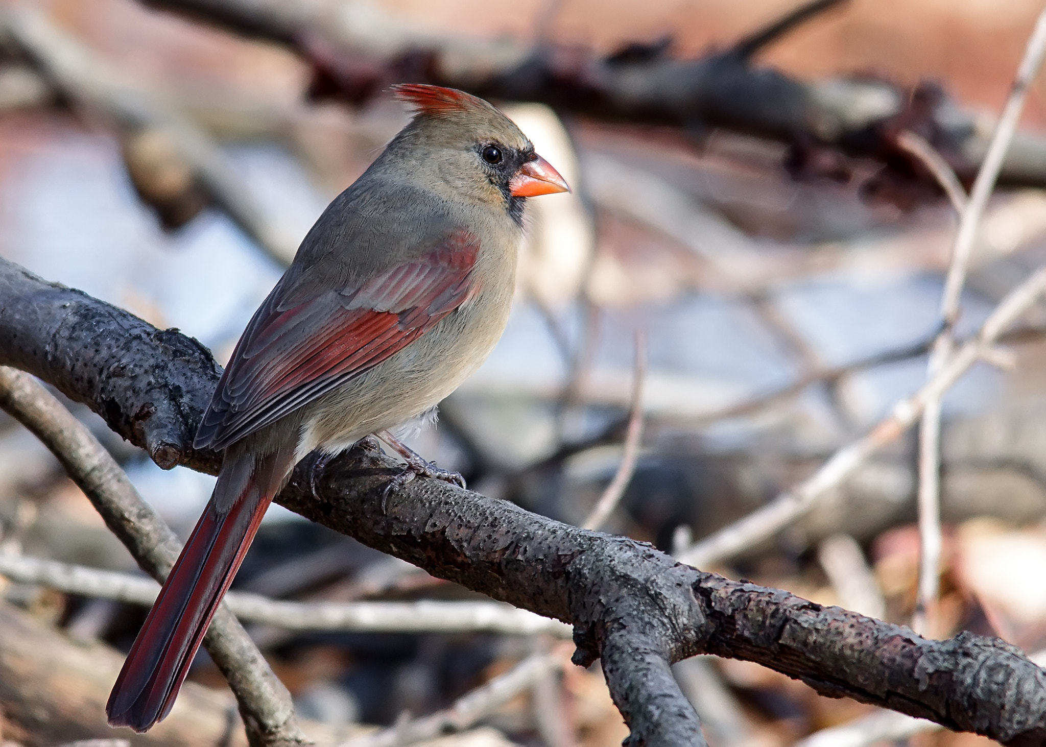 Sigma 150-500mm F5-6.3 DG OS HSM sample photo. Northern cardinal (female) photography