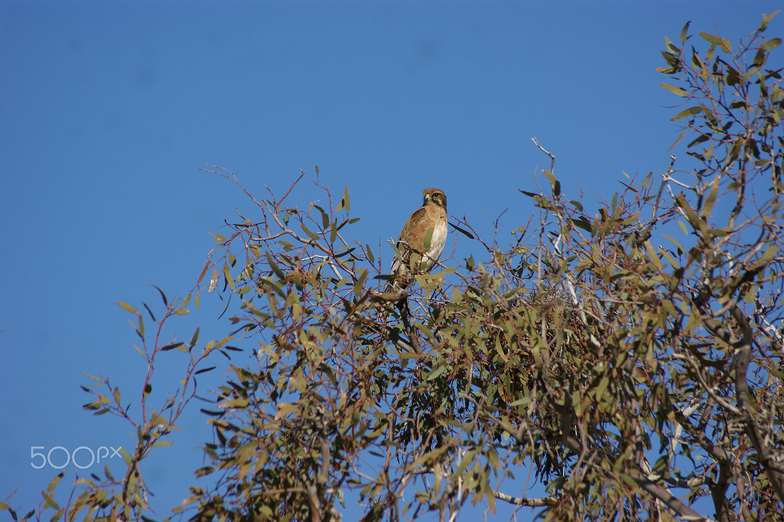 Sony Alpha DSLR-A350 + Sony DT 55-200mm F4-5.6 SAM sample photo. Brown falcon (falco berigora) photography