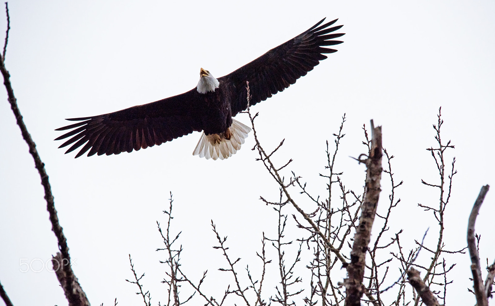 Sigma 150-500mm F5-6.3 DG OS HSM sample photo. Bald eagle photography