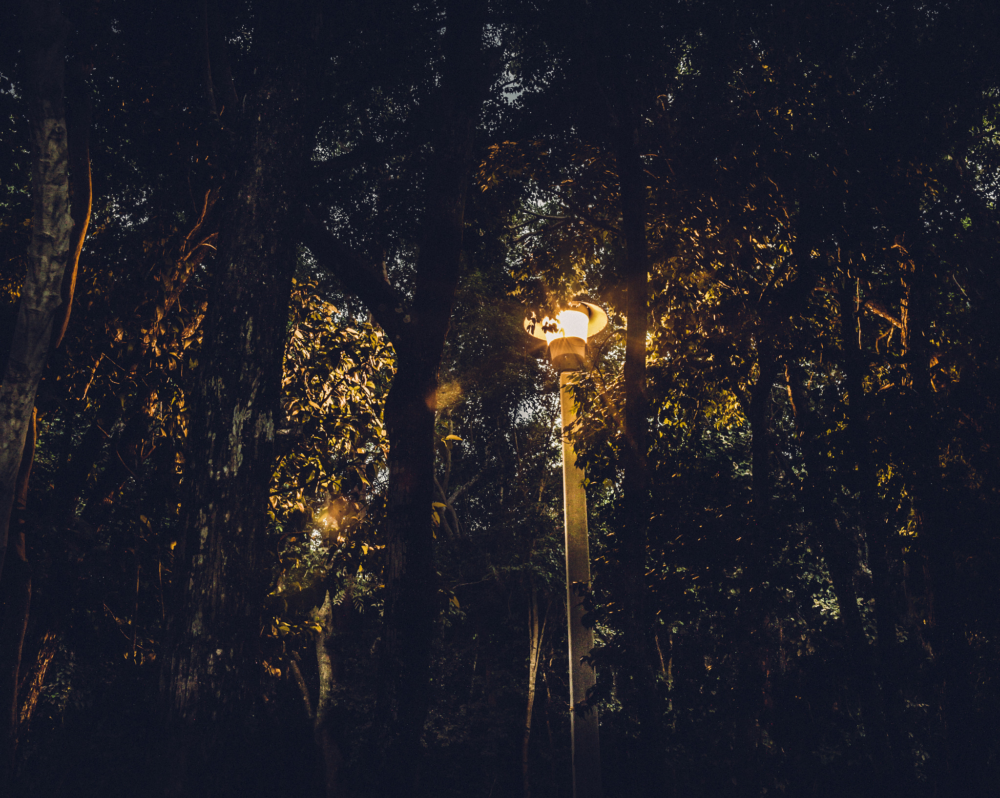 HC 50 II sample photo. Neon light photography
