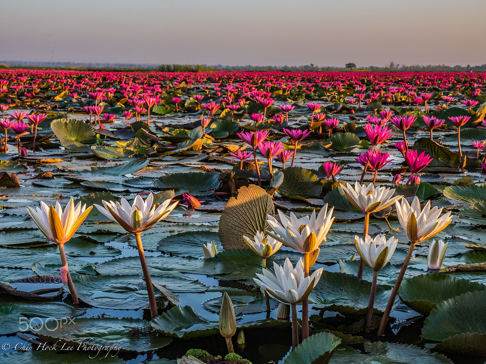 Panasonic Lumix G X Vario 12-35mm F2.8 ASPH Power OIS sample photo. Red lotus lake photography