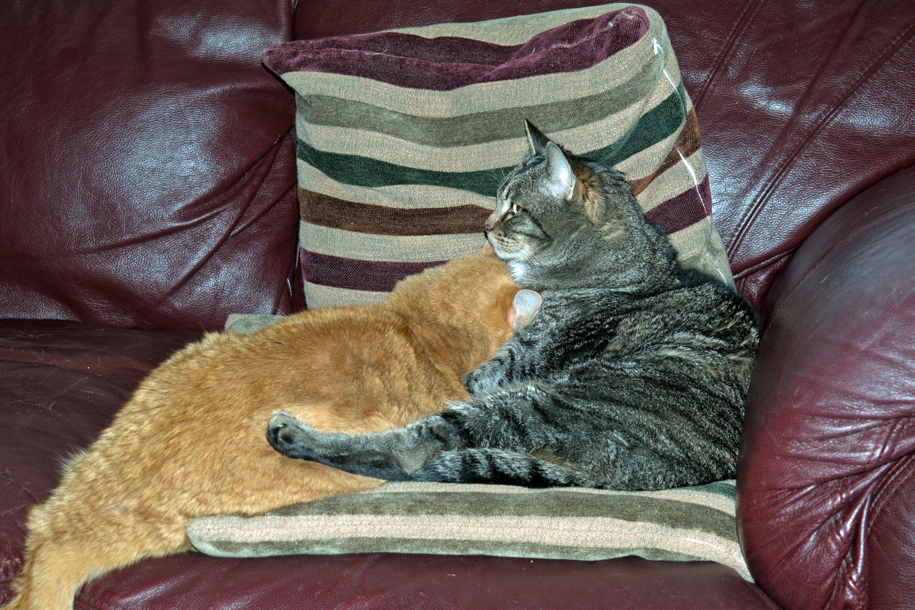 Samsung NX 18-55mm F3.5-5.6 OIS sample photo. Christmascheerwithourcatsthisyear photography