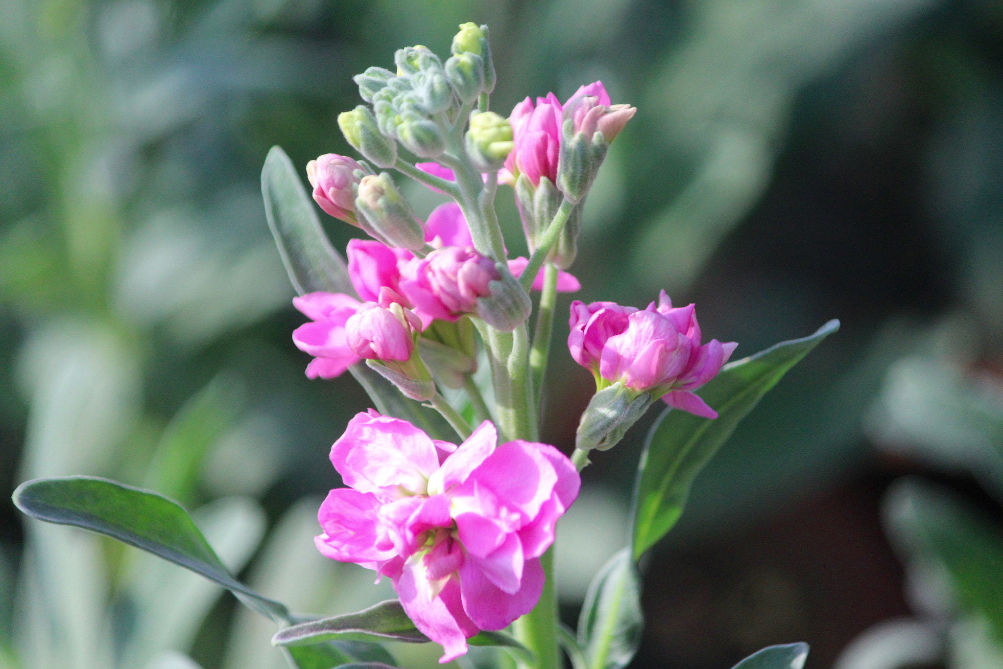 Canon EF-S 55-250mm F4-5.6 IS II sample photo. Delight photography