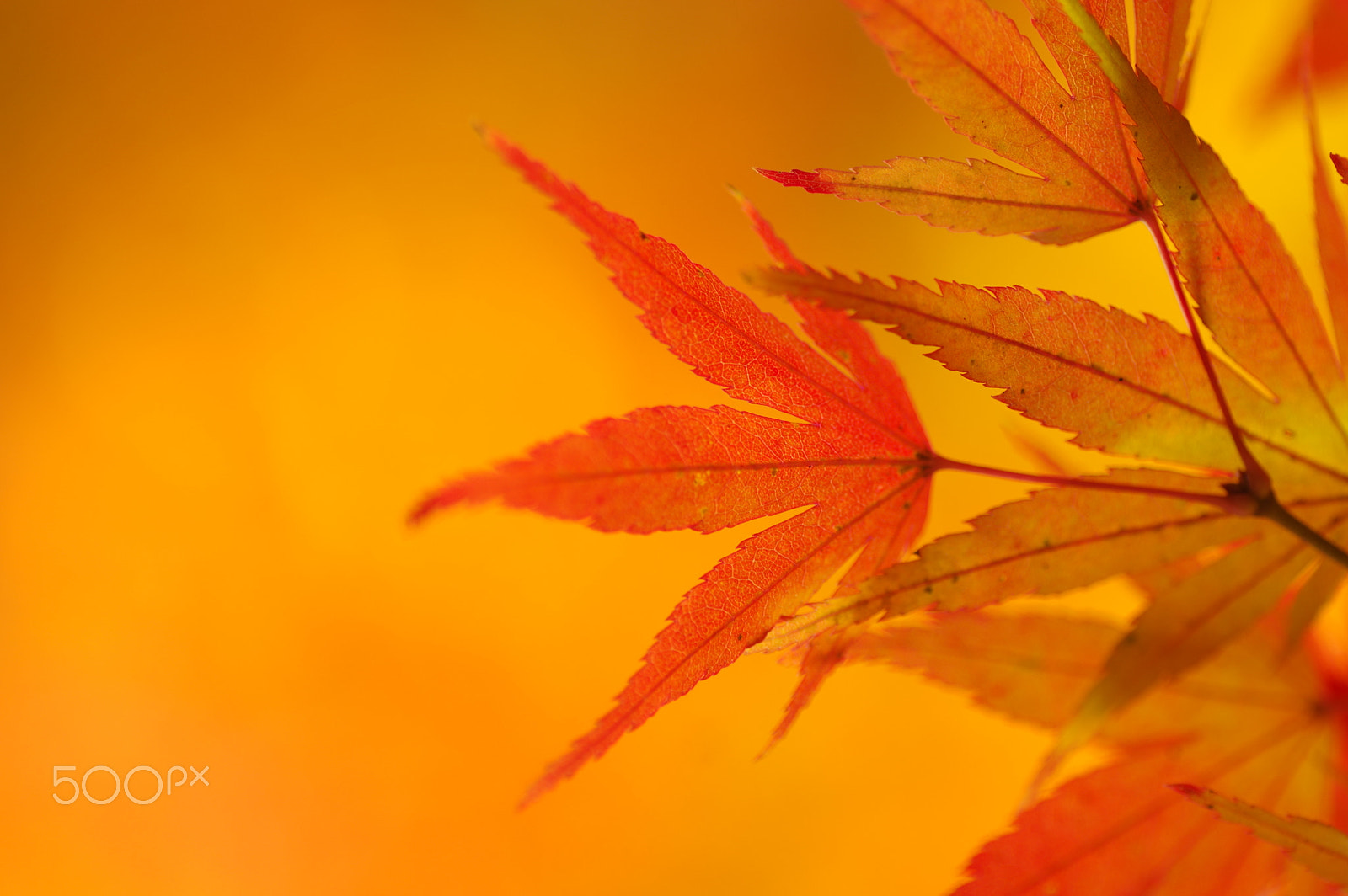 Tamron SP AF 90mm F2.8 Di Macro sample photo. It is dyed photography