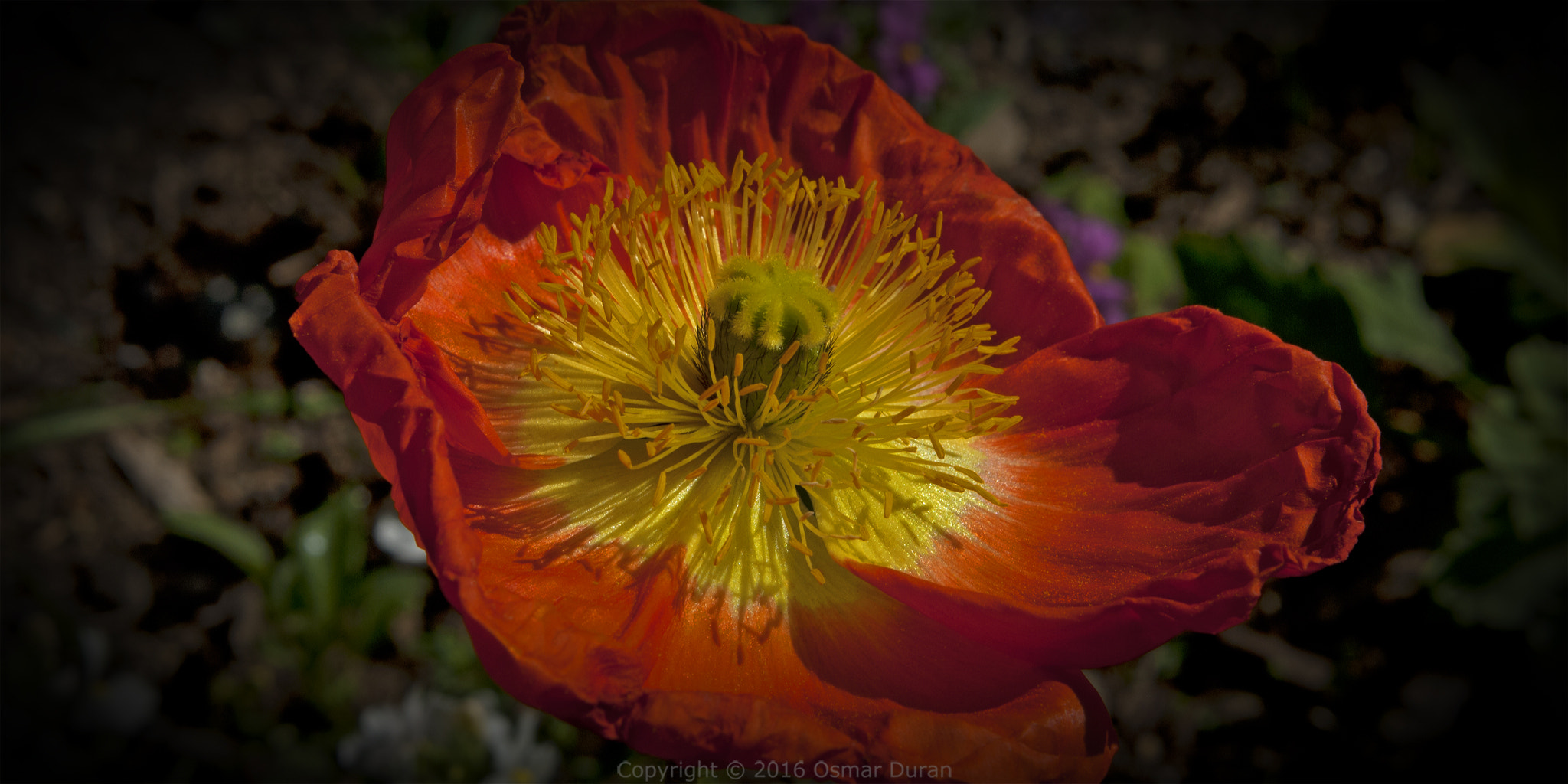 Nikon D200 sample photo. Red poppy ii photography