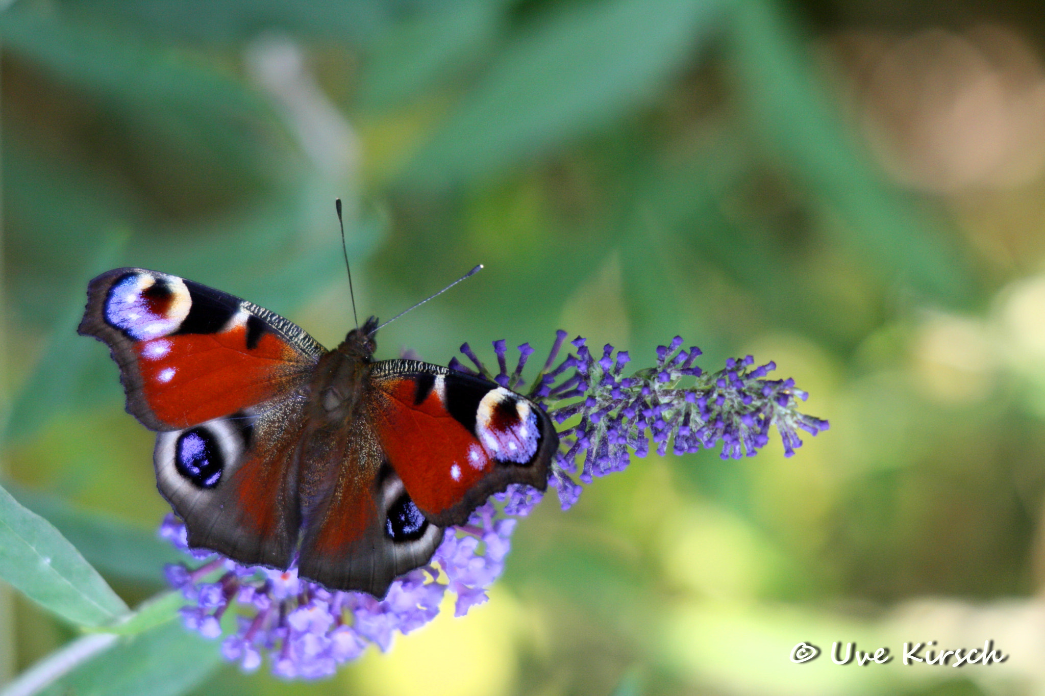 Sigma 150-500mm F5-6.3 DG OS HSM sample photo. Peacock butterfly photography