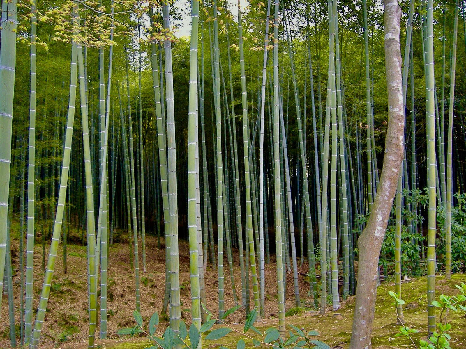 Fujifilm FinePix A345 sample photo. Bamboo forest photography