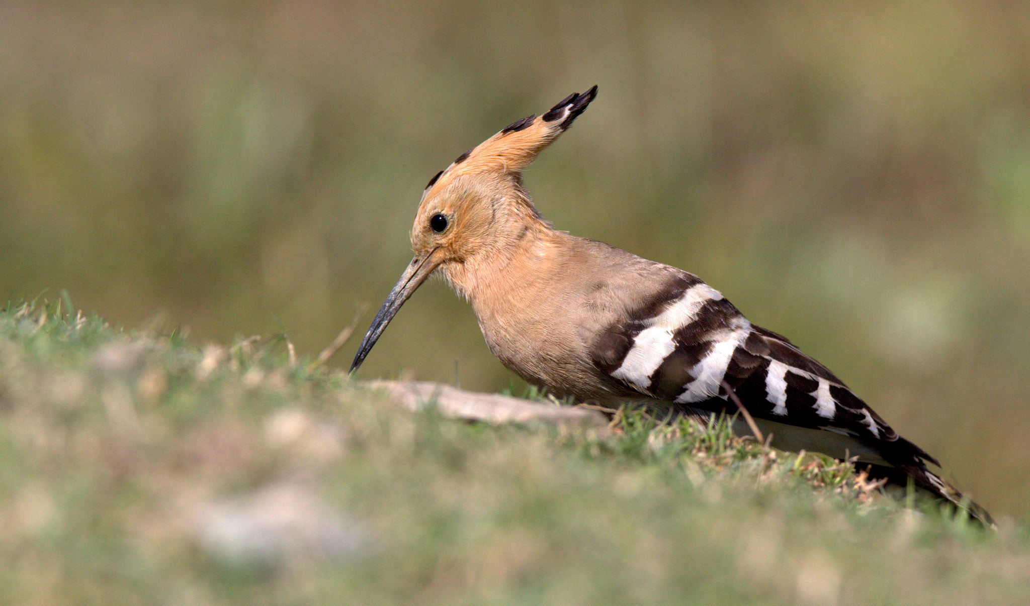 Canon EOS 700D (EOS Rebel T5i / EOS Kiss X7i) + Tamron SP 150-600mm F5-6.3 Di VC USD sample photo. Hoopoe photography