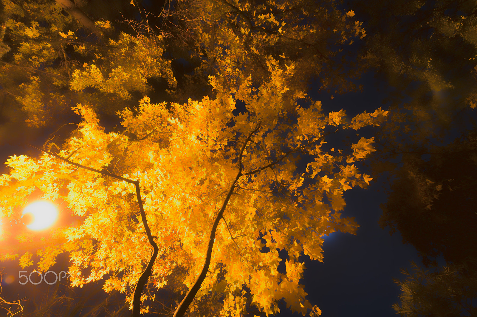 Nikon D5000 sample photo. Night lantern foliage photography