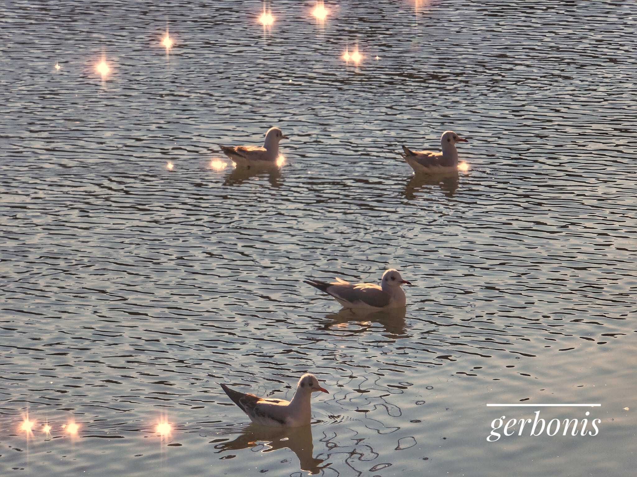 Fujifilm FinePix F900EXR sample photo. Idlers seagulls in the sun photography