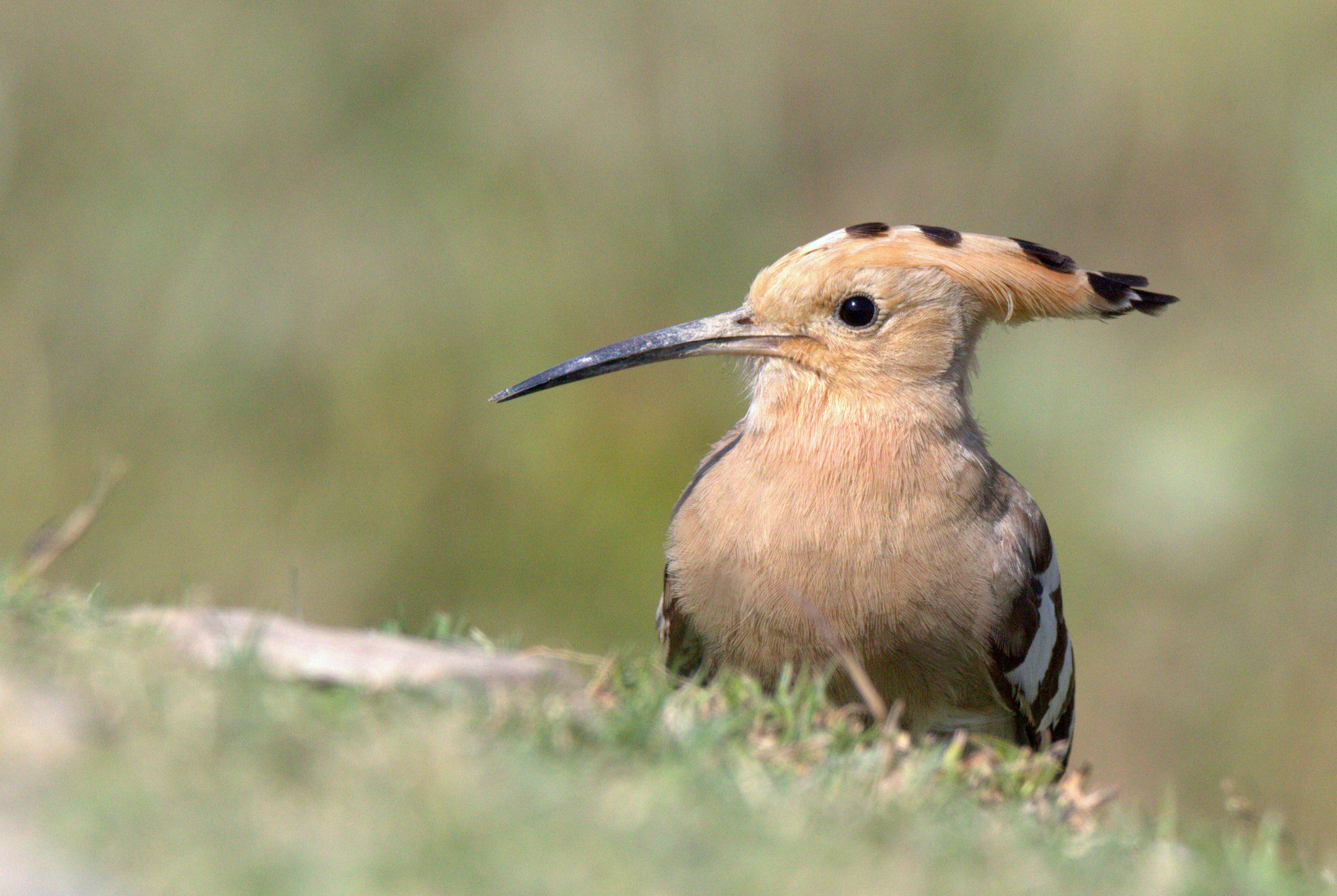 Tamron SP 150-600mm F5-6.3 Di VC USD sample photo. Cr photography