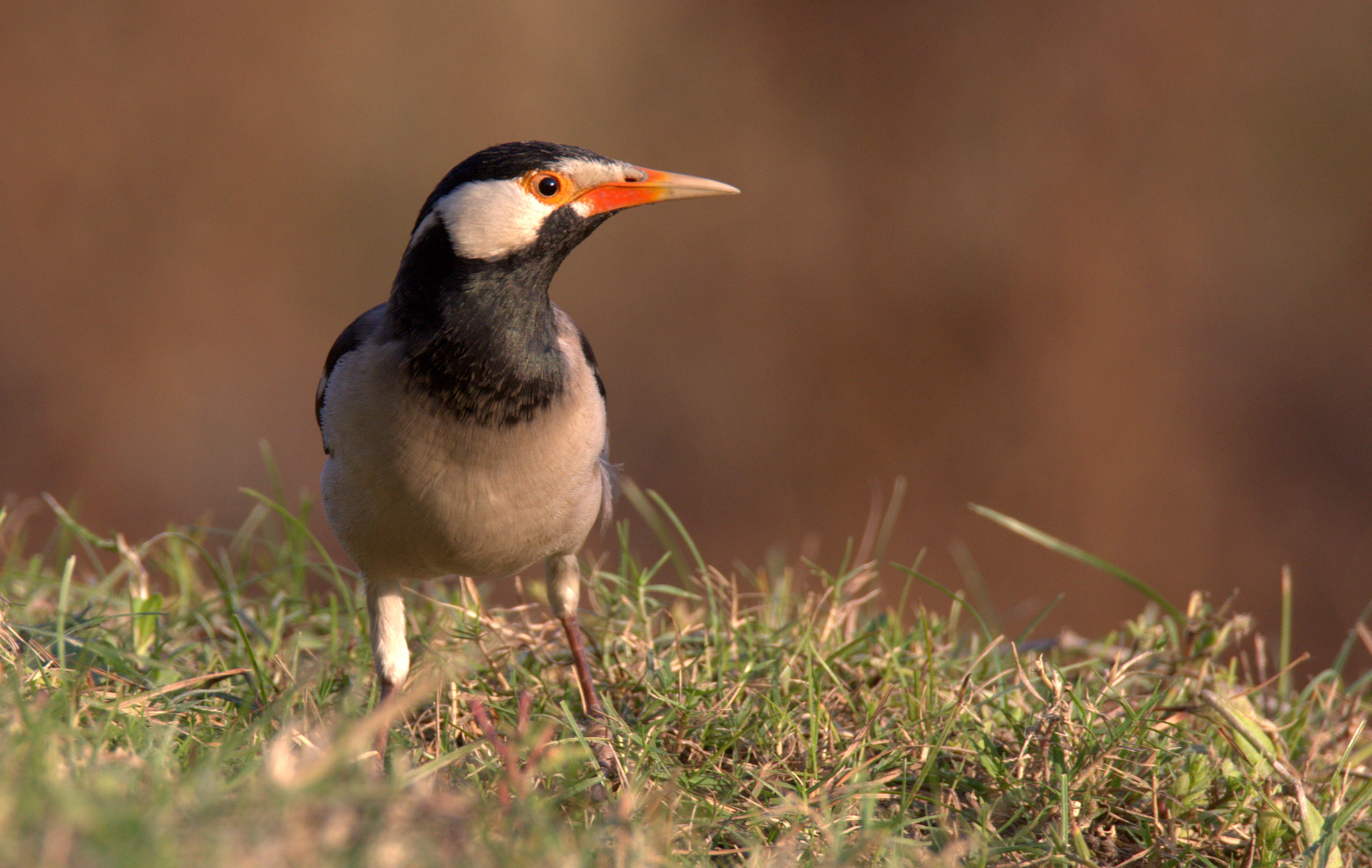 Tamron SP 150-600mm F5-6.3 Di VC USD sample photo. Cr photography