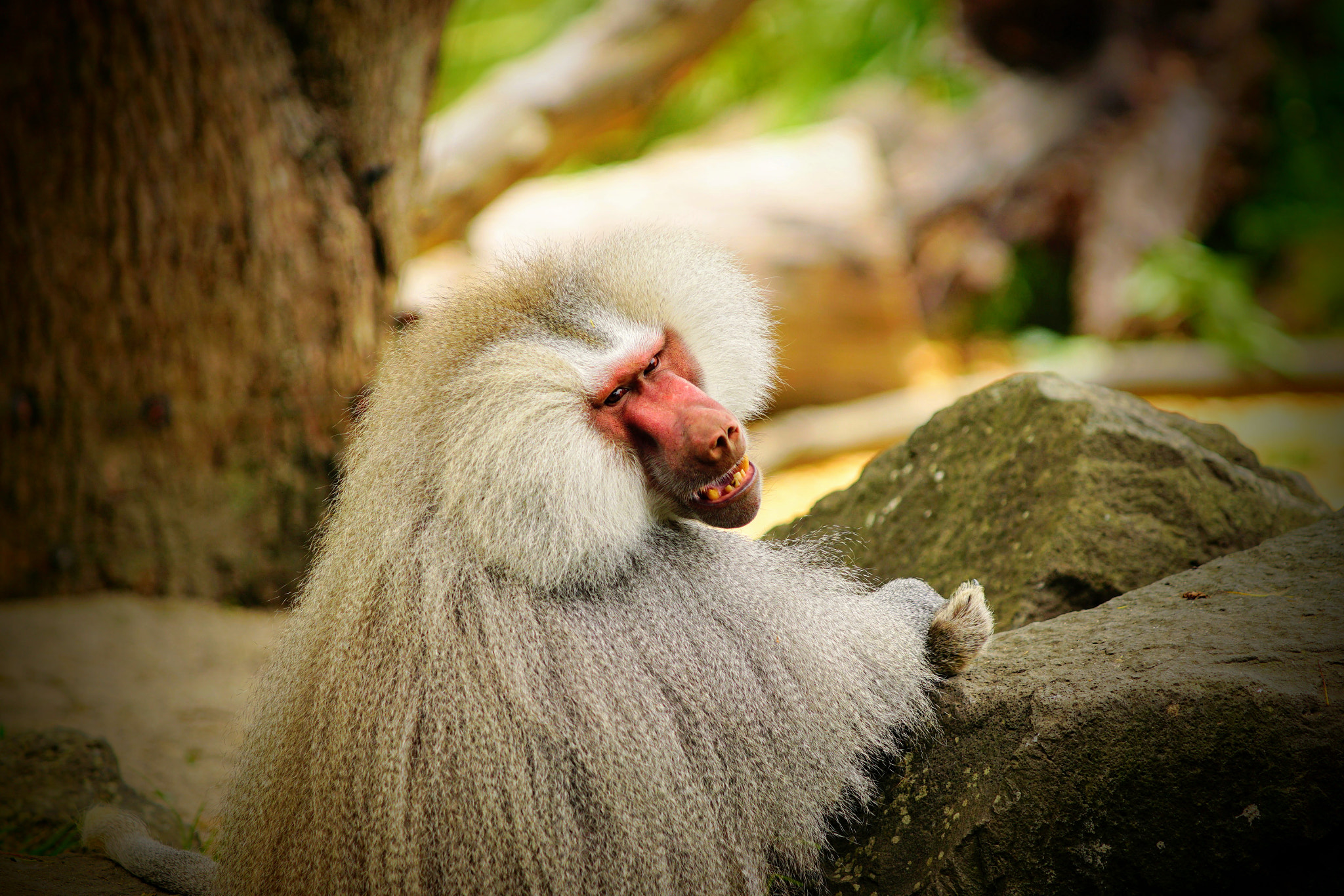 Sony ILCA-77M2 + Minolta/Sony AF 70-200mm F2.8 G sample photo. You were saying? (hamadryas baboon cheeky smile) photography