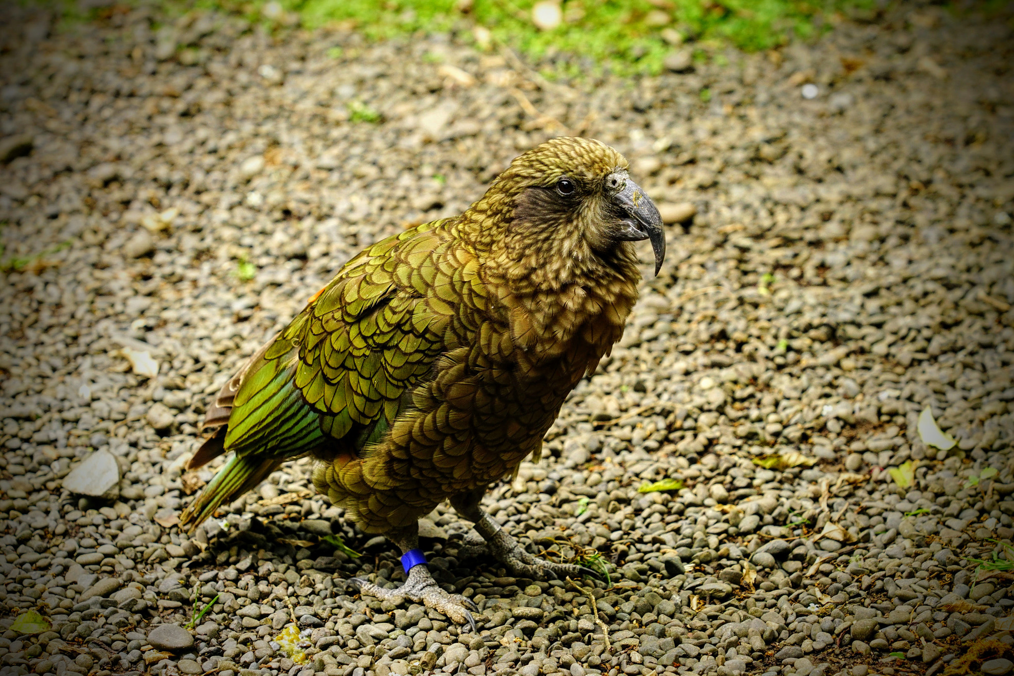 Sony ILCA-77M2 + Minolta/Sony AF 70-200mm F2.8 G sample photo. Right, show me the fruit! (kea - bird in the zoo) photography