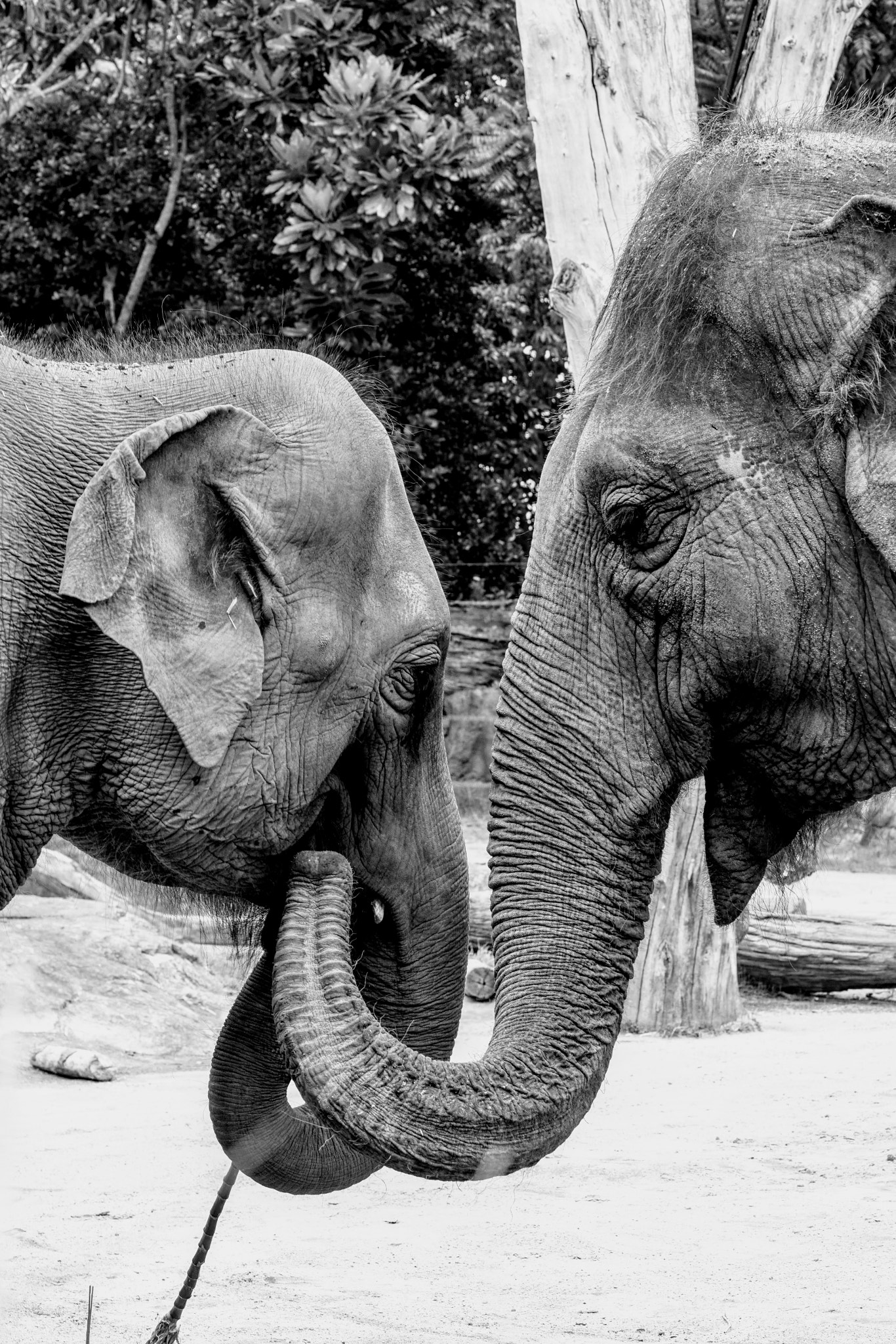 Sony ILCA-77M2 sample photo. Hi burma! i'm anjalee (elephant conversations) photography