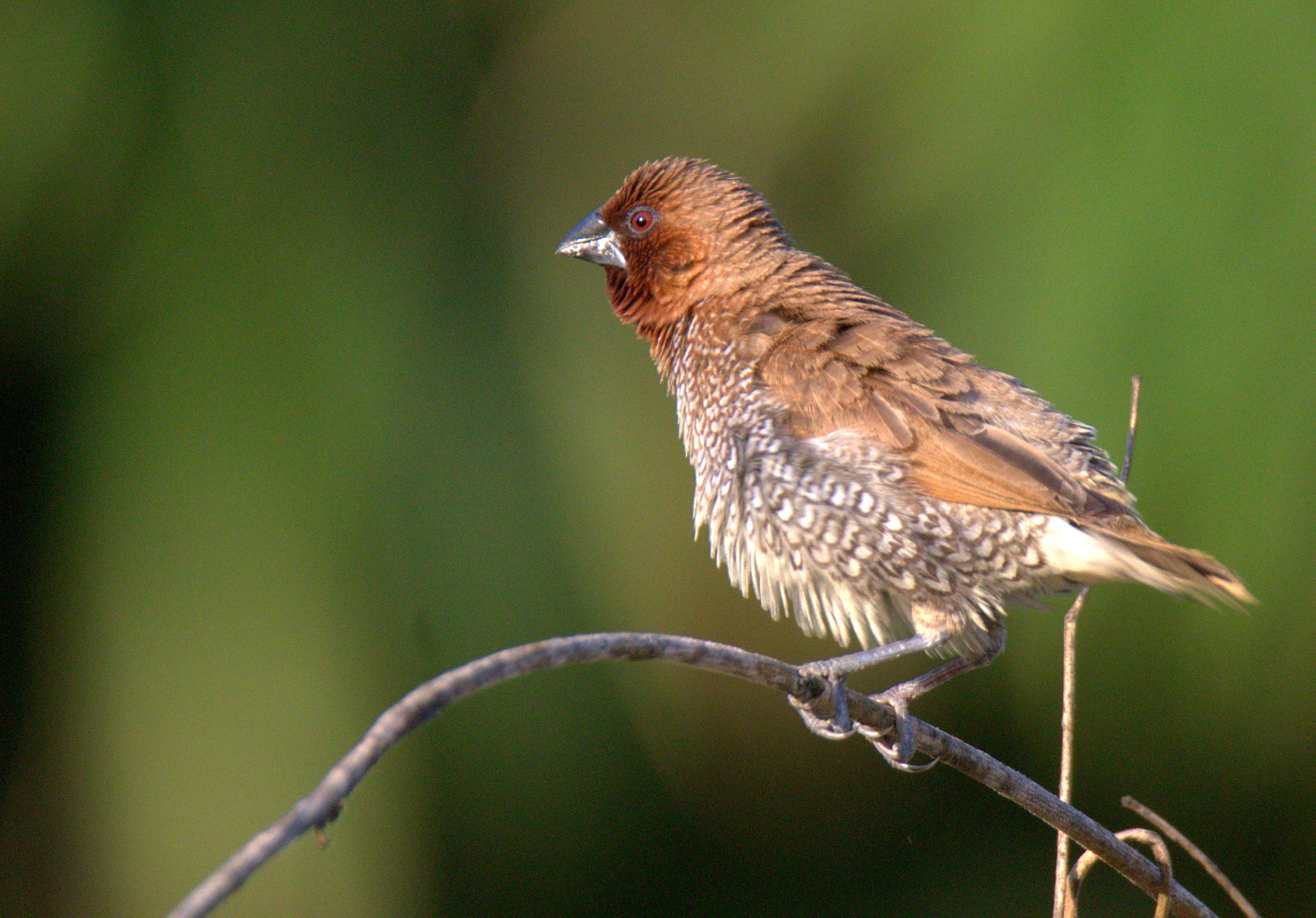 Tamron SP 150-600mm F5-6.3 Di VC USD sample photo. Cr photography