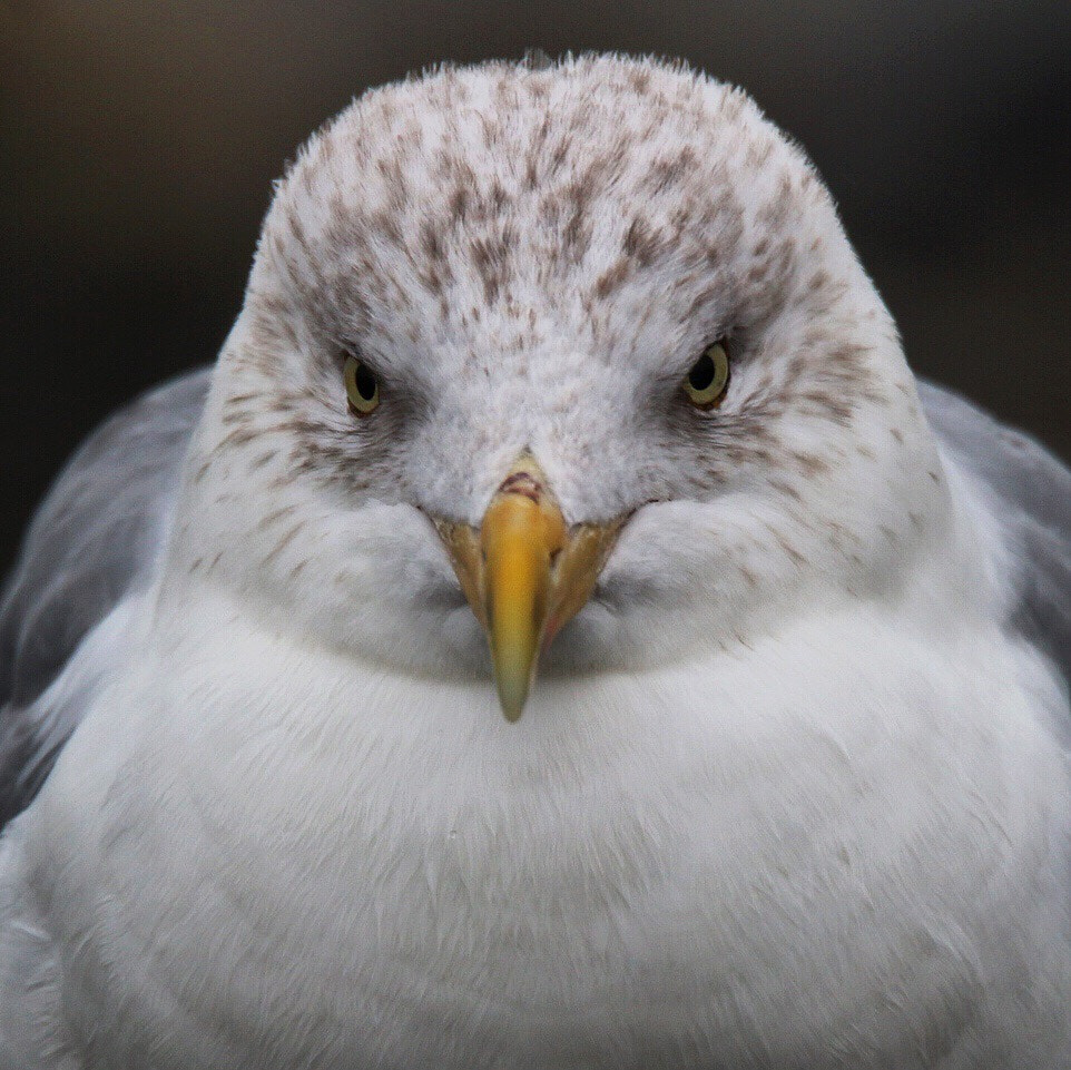 Sigma 150mm f/2.8 EX DG OS HSM APO Macro sample photo. Eye to eye with an european herring gull photography