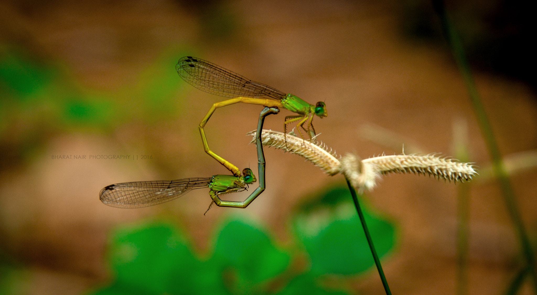 Nikon D3200 sample photo. Nature's breezes photography