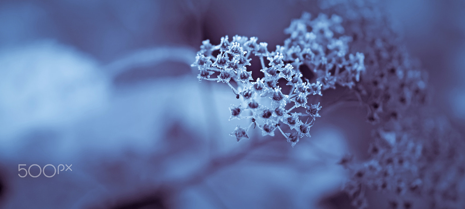 Samsung NX30 + Samsung NX 60mm F2.8 Macro ED OIS SSA sample photo. Cold photography