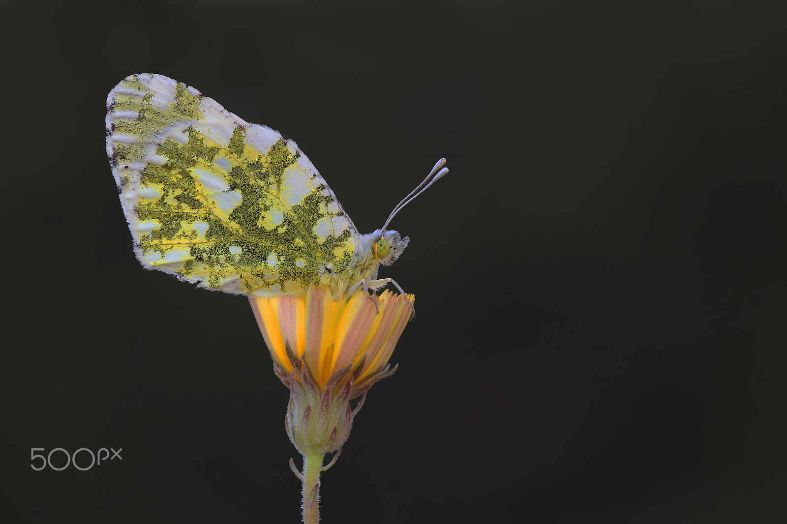 Canon EOS 700D (EOS Rebel T5i / EOS Kiss X7i) + Sigma 105mm F2.8 EX DG Macro sample photo. Dağ oyklösü... photography