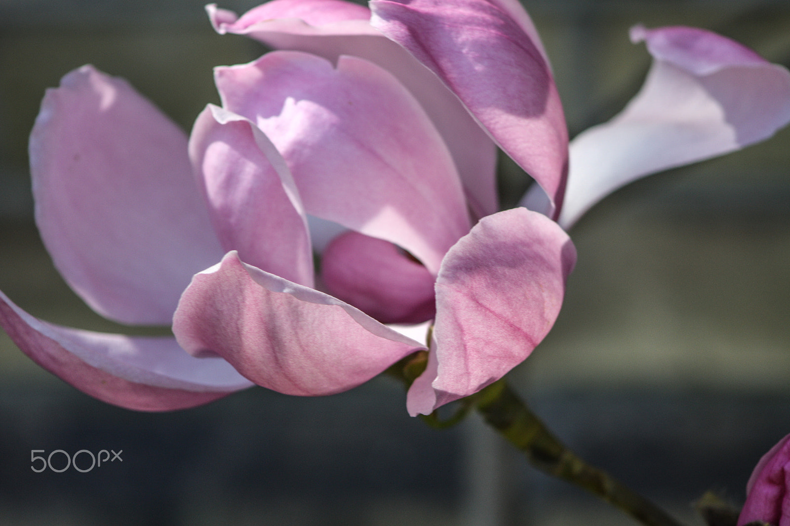 Canon EOS 450D (EOS Rebel XSi / EOS Kiss X2) + Canon EF 90-300mm F4.5-5.6 sample photo. Pink magnolia photography
