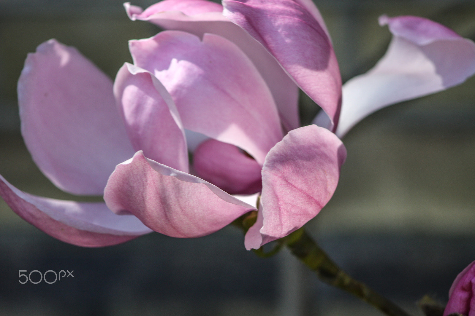 Canon EF 90-300mm F4.5-5.6 sample photo. Pink magnolia photography