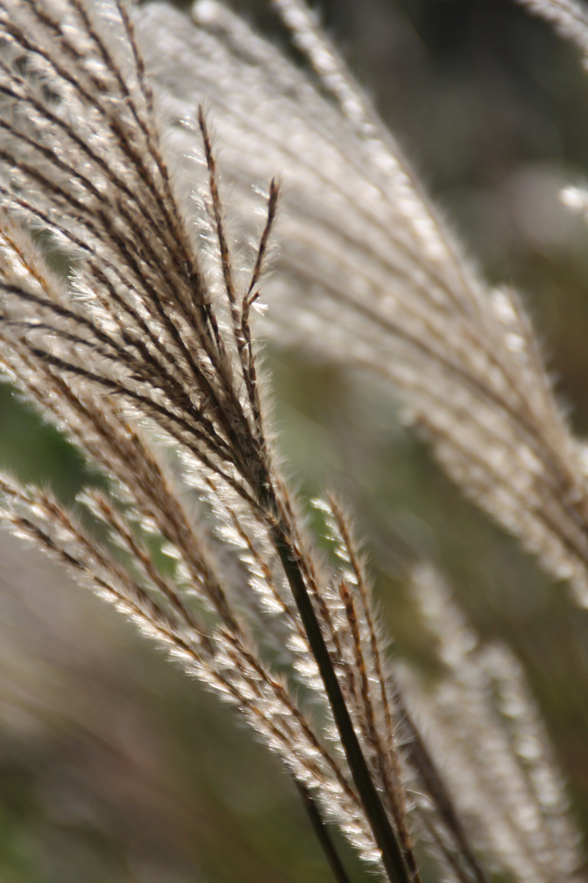 Canon EOS 450D (EOS Rebel XSi / EOS Kiss X2) sample photo. Softness feeling in the garden photography