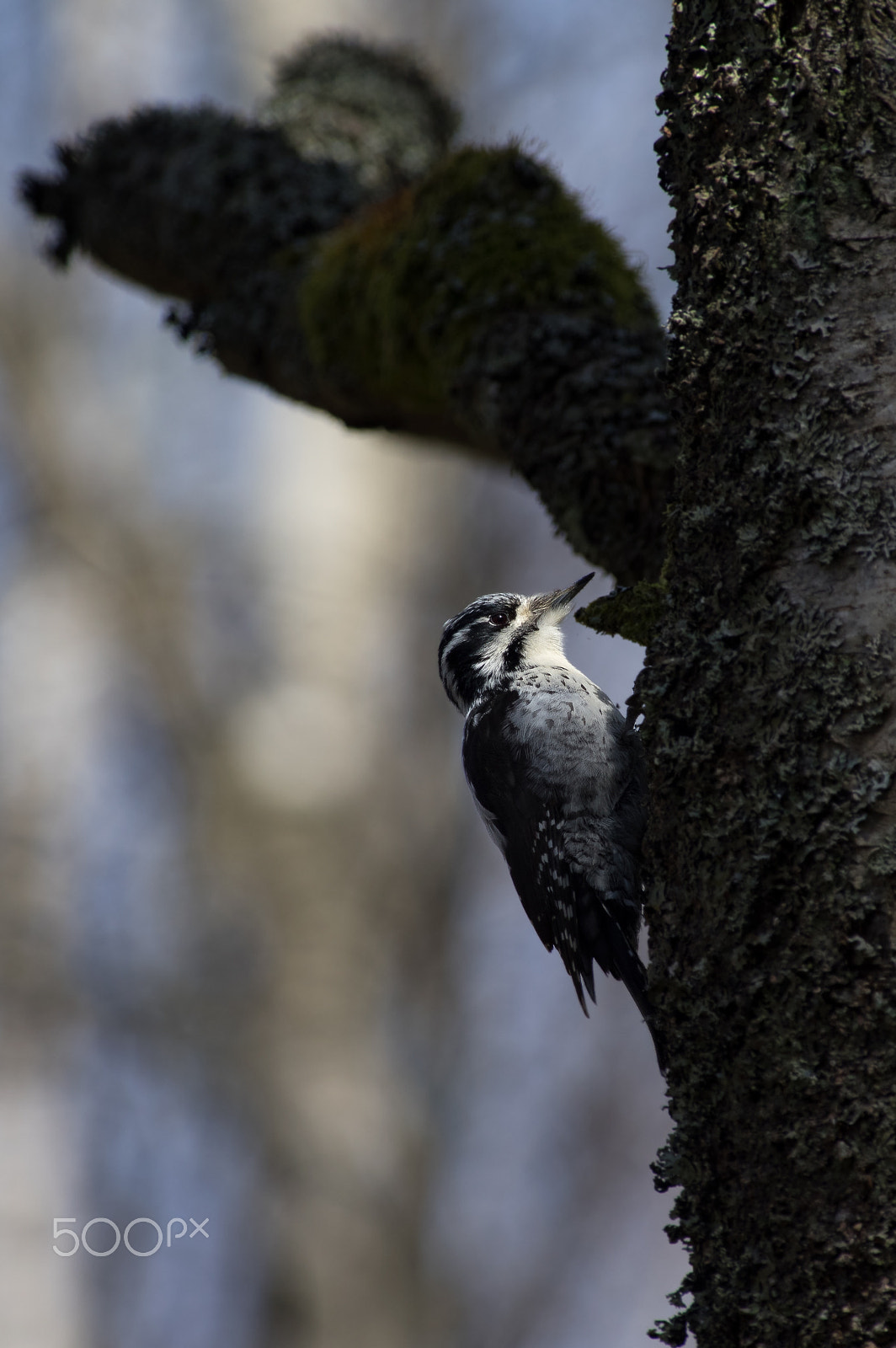 Pentax smc DA* 300mm F4.0 ED (IF) SDM sample photo. Spotlight photography