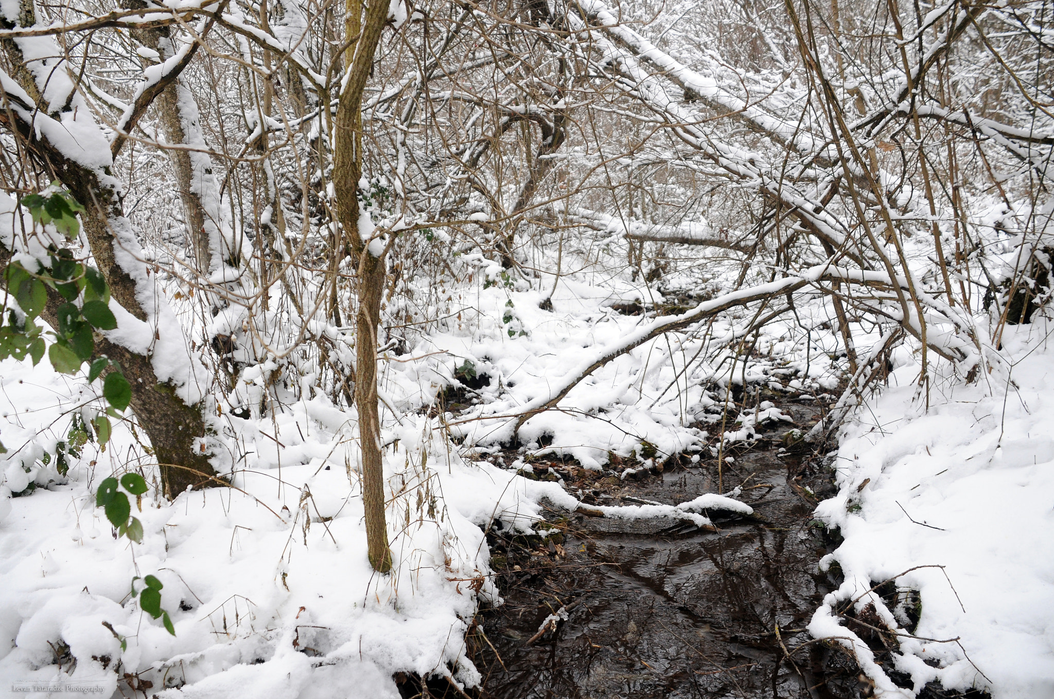 Nikon D300 sample photo. Snow  jungle photography