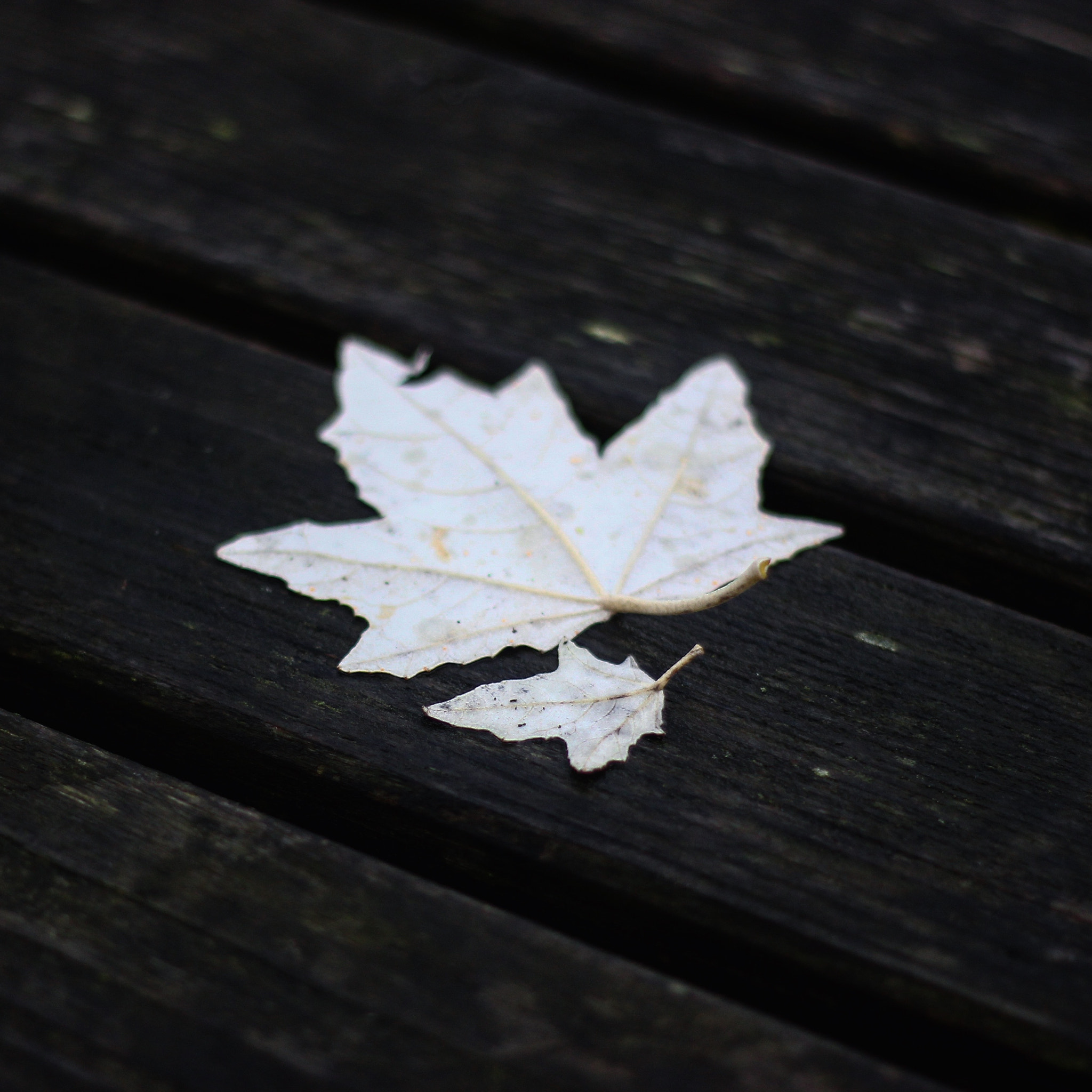 Canon EOS 550D (EOS Rebel T2i / EOS Kiss X4) + Canon EF 50mm F1.8 II sample photo. Autumn is a beautiful season - the dutch countrysi ... photography