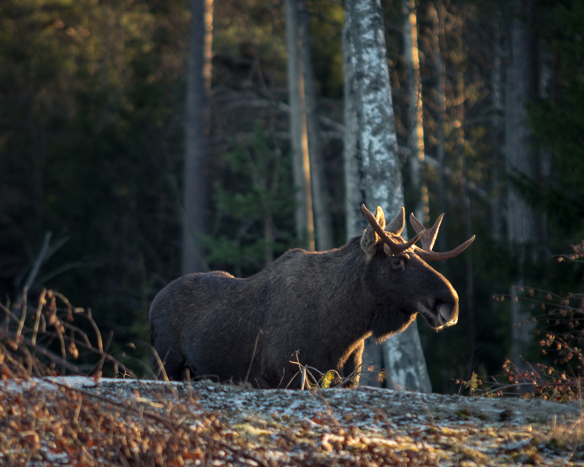 Pentax K-S2 + Sigma 70-200mm F2.8 EX DG Macro HSM II sample photo. Young bull moose enjoying the winter sun photography