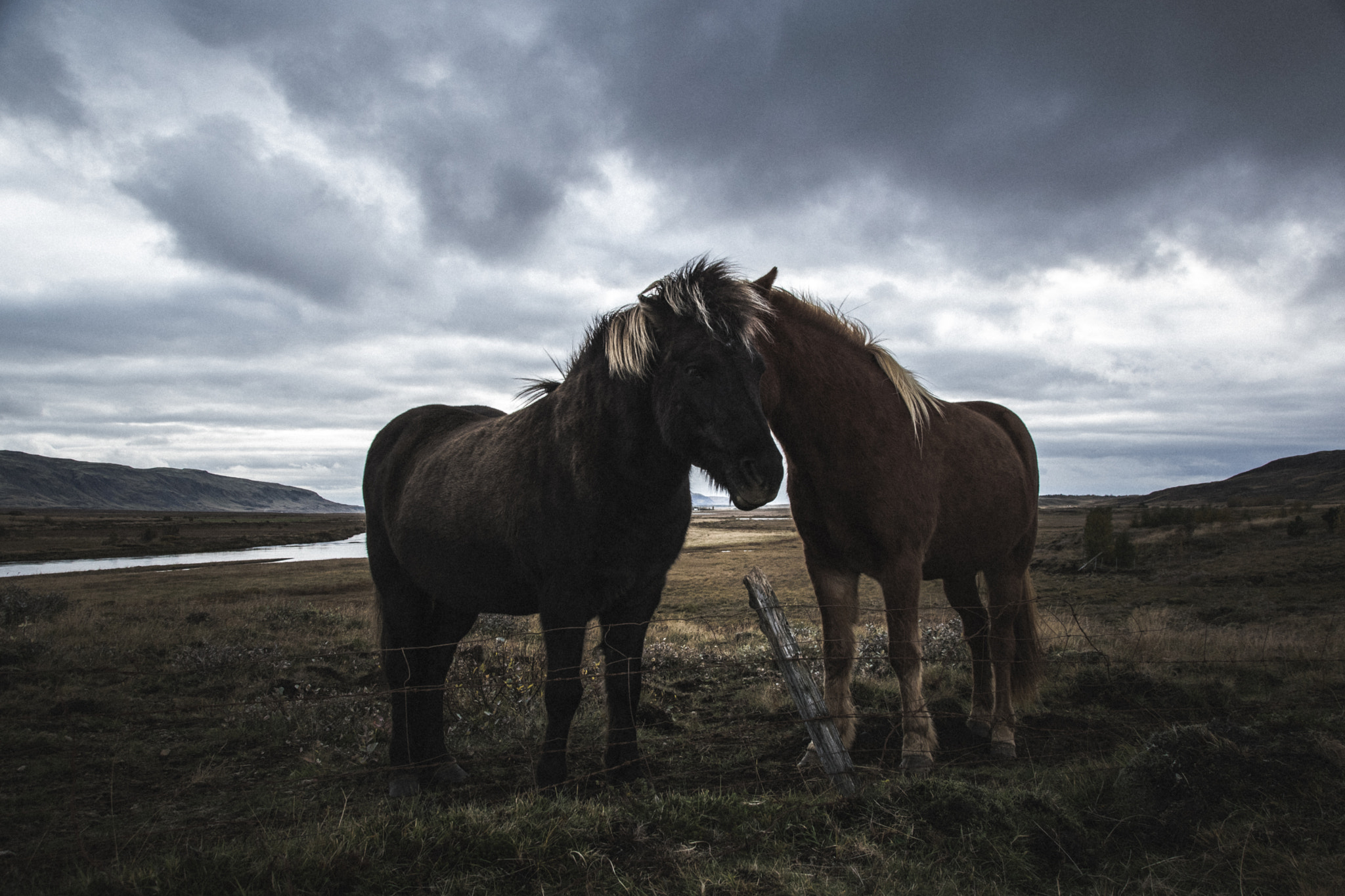 Nikon D3300 + Sigma 18-250mm F3.5-6.3 DC Macro OS HSM sample photo. Iceland horse photography