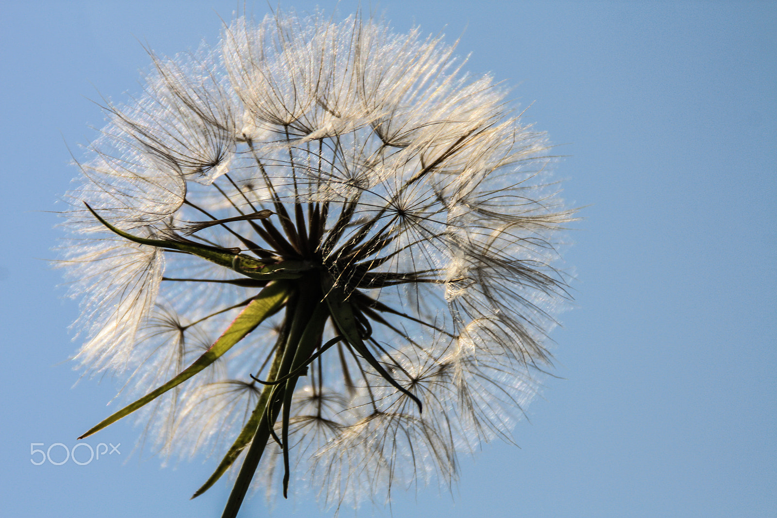 Canon EOS 450D (EOS Rebel XSi / EOS Kiss X2) sample photo. Dandelion in the sky photography