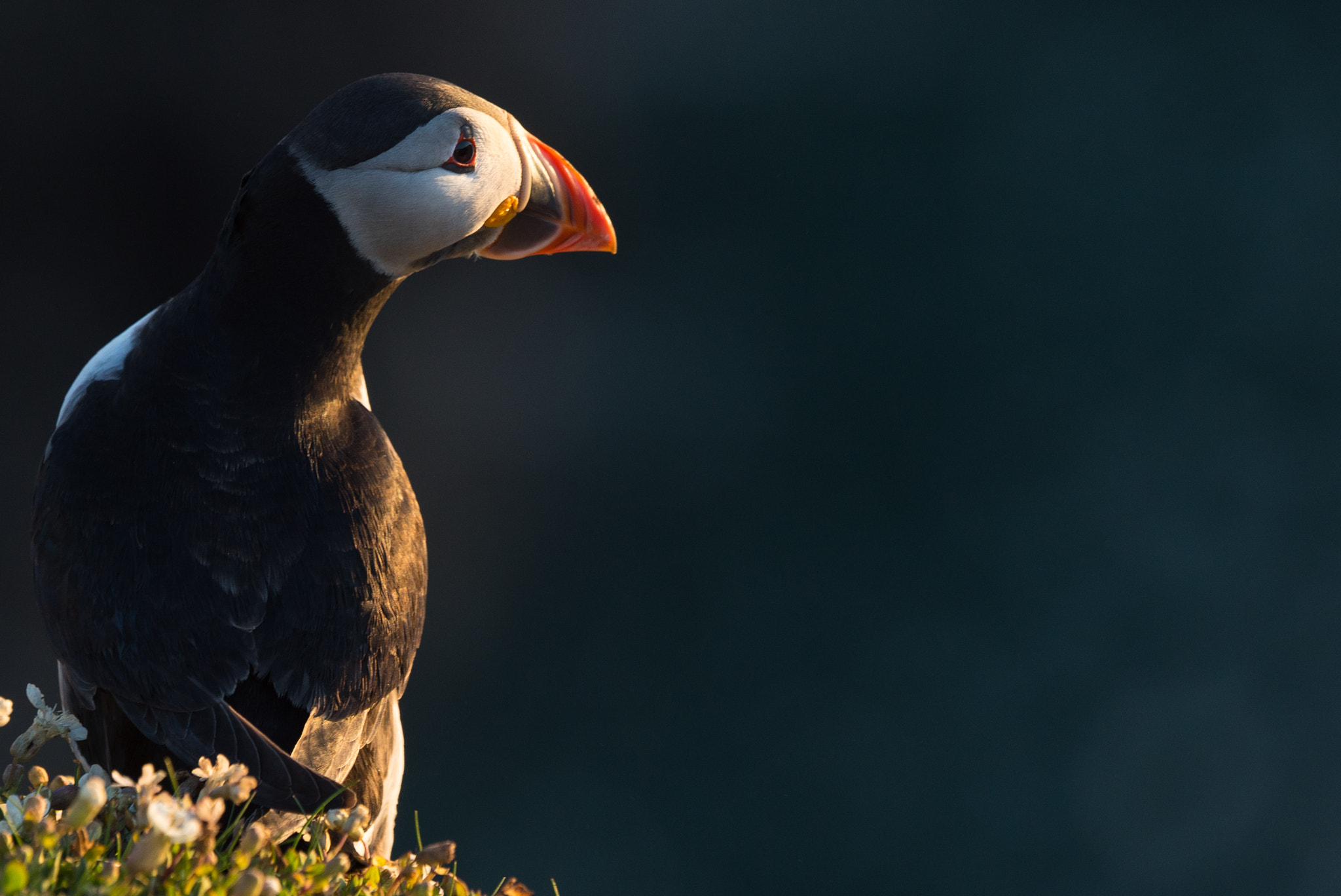 Sony a7S + Sony 70-400mm F4-5.6 G SSM sample photo. Puffin in the golden hour photography