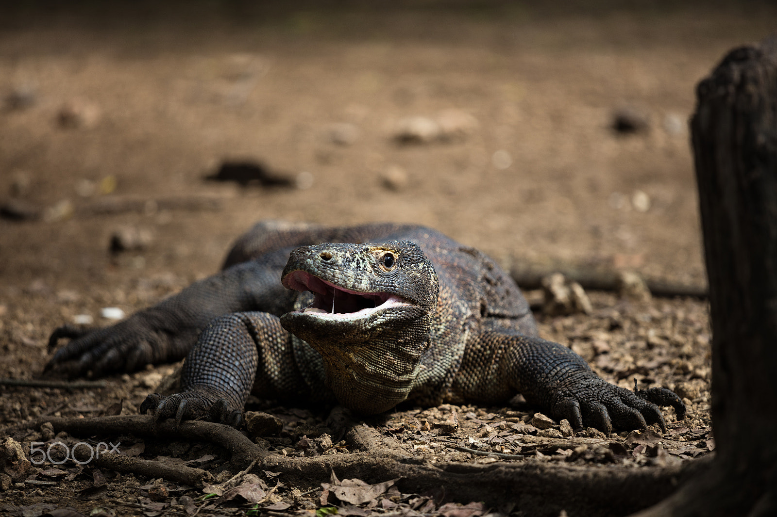 Canon EF 70-200mm F4L IS USM sample photo. Komodo dragon photography
