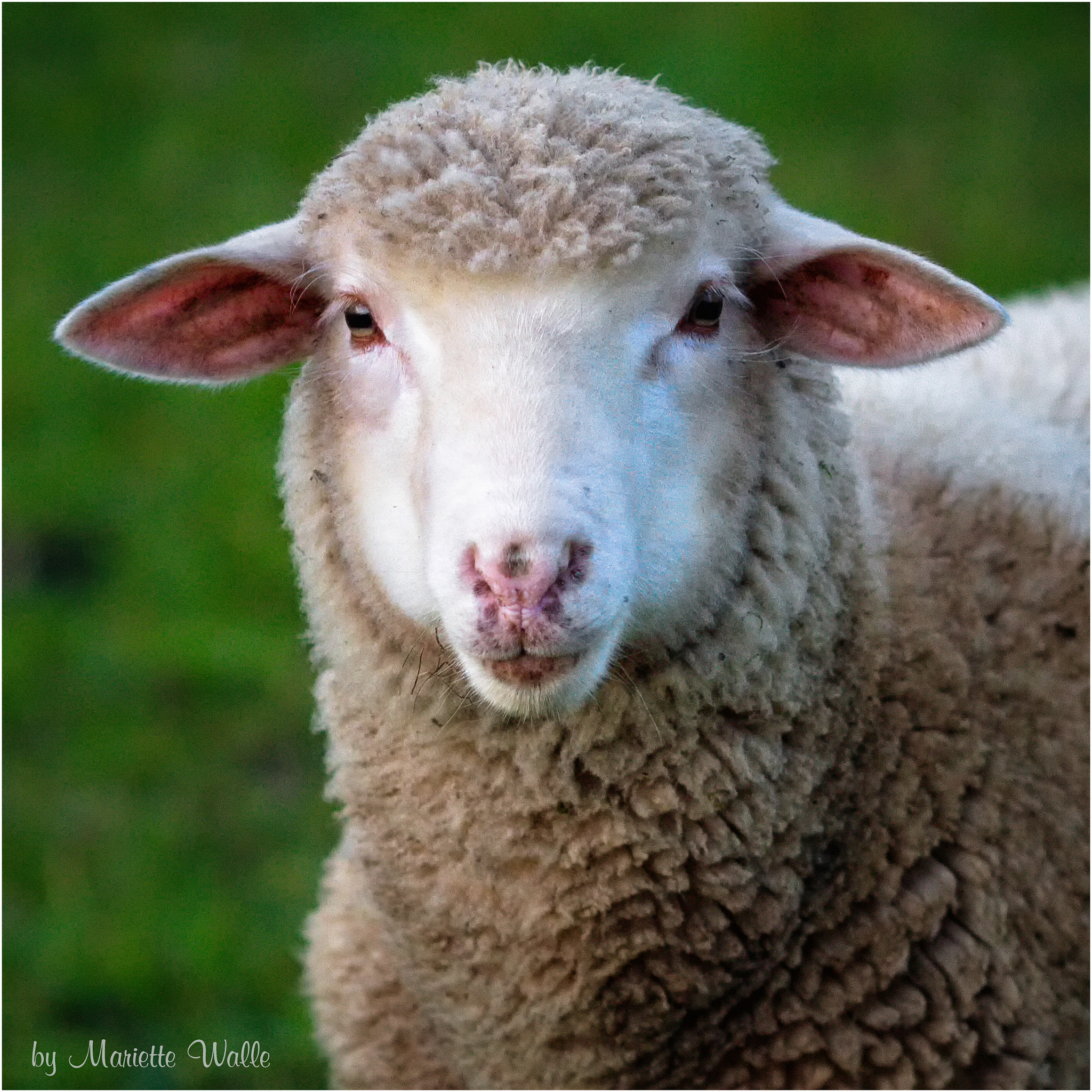 Canon EOS 7D sample photo. Running into a sheep photography