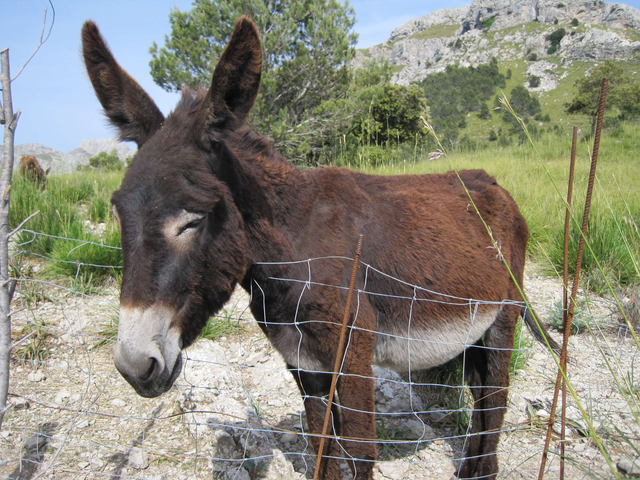 Canon PowerShot SD1200 IS (Digital IXUS 95 IS / IXY Digital 110 IS) sample photo. Mallorca 2016 photography