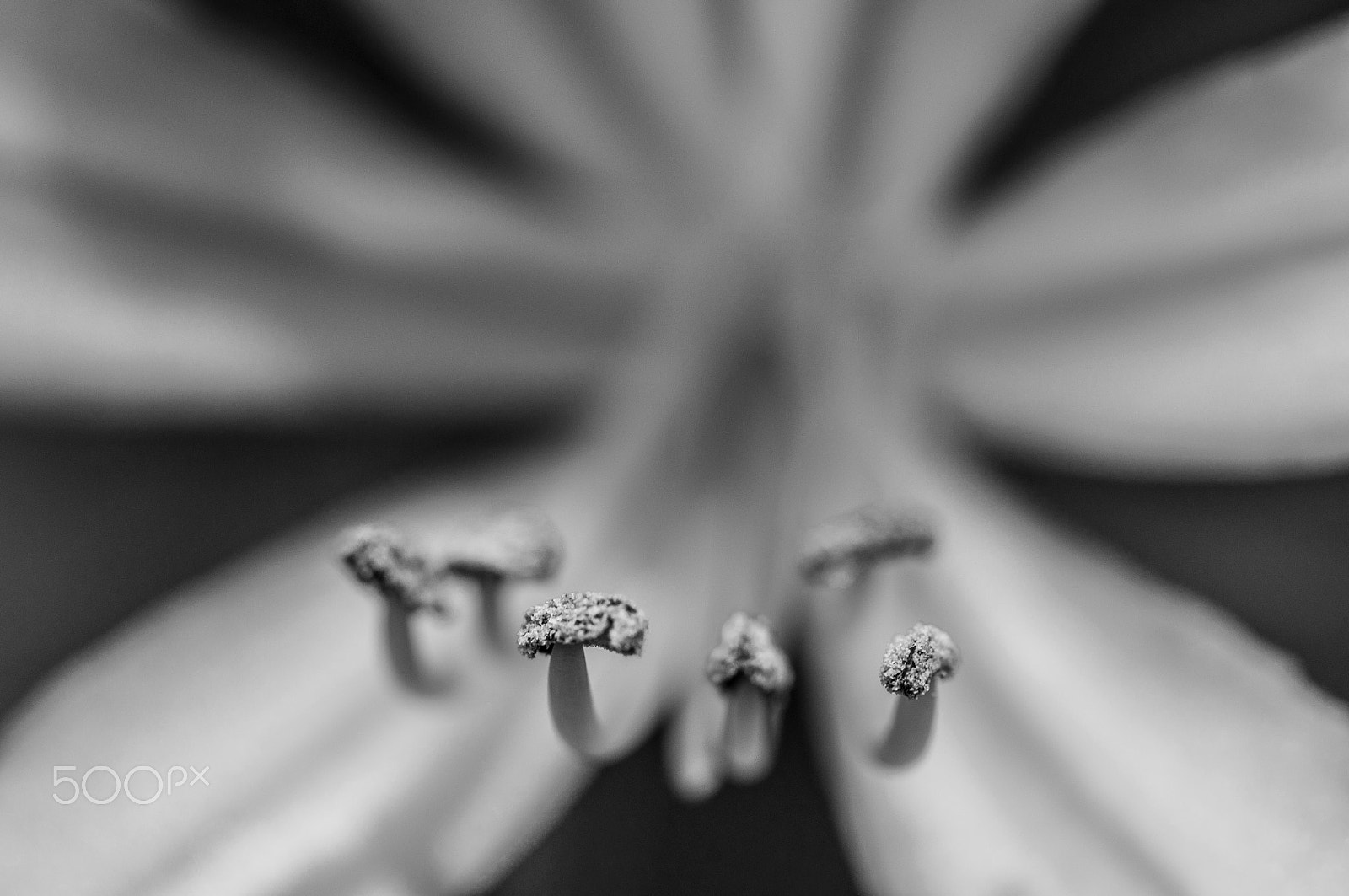 Nikon AF-S Micro-Nikkor 60mm F2.8G ED sample photo. Blossom photography